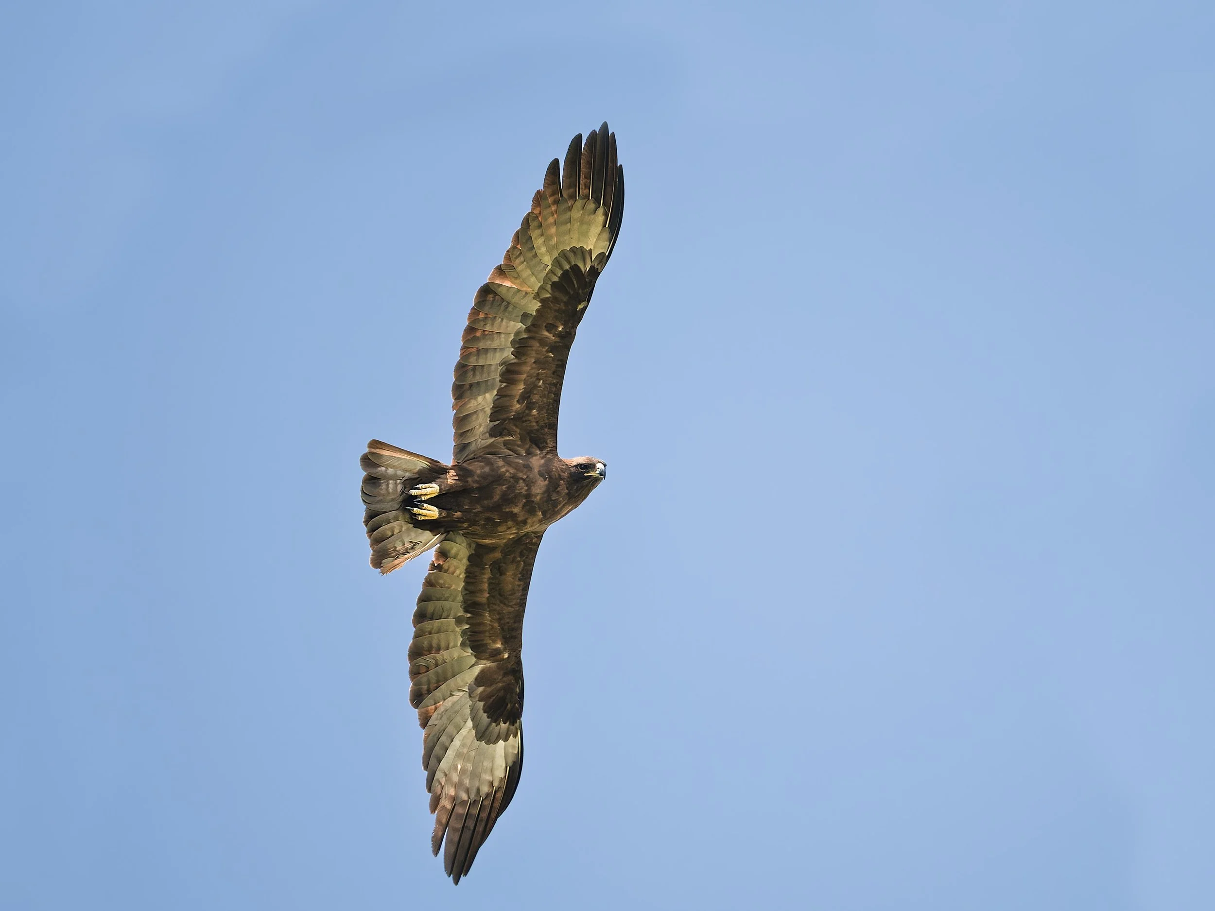 Brown Snake-Eagle