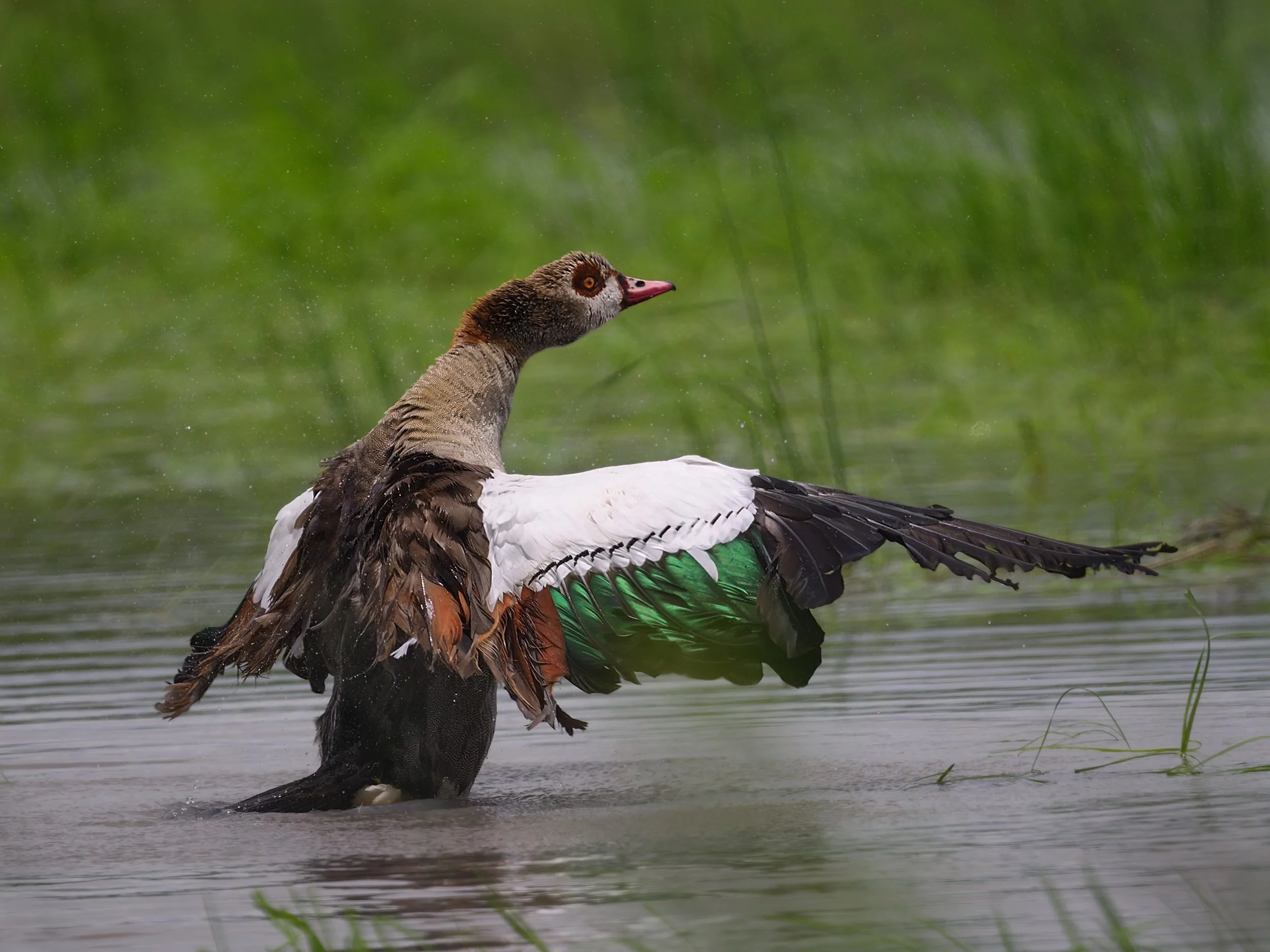 Egyptian Goose