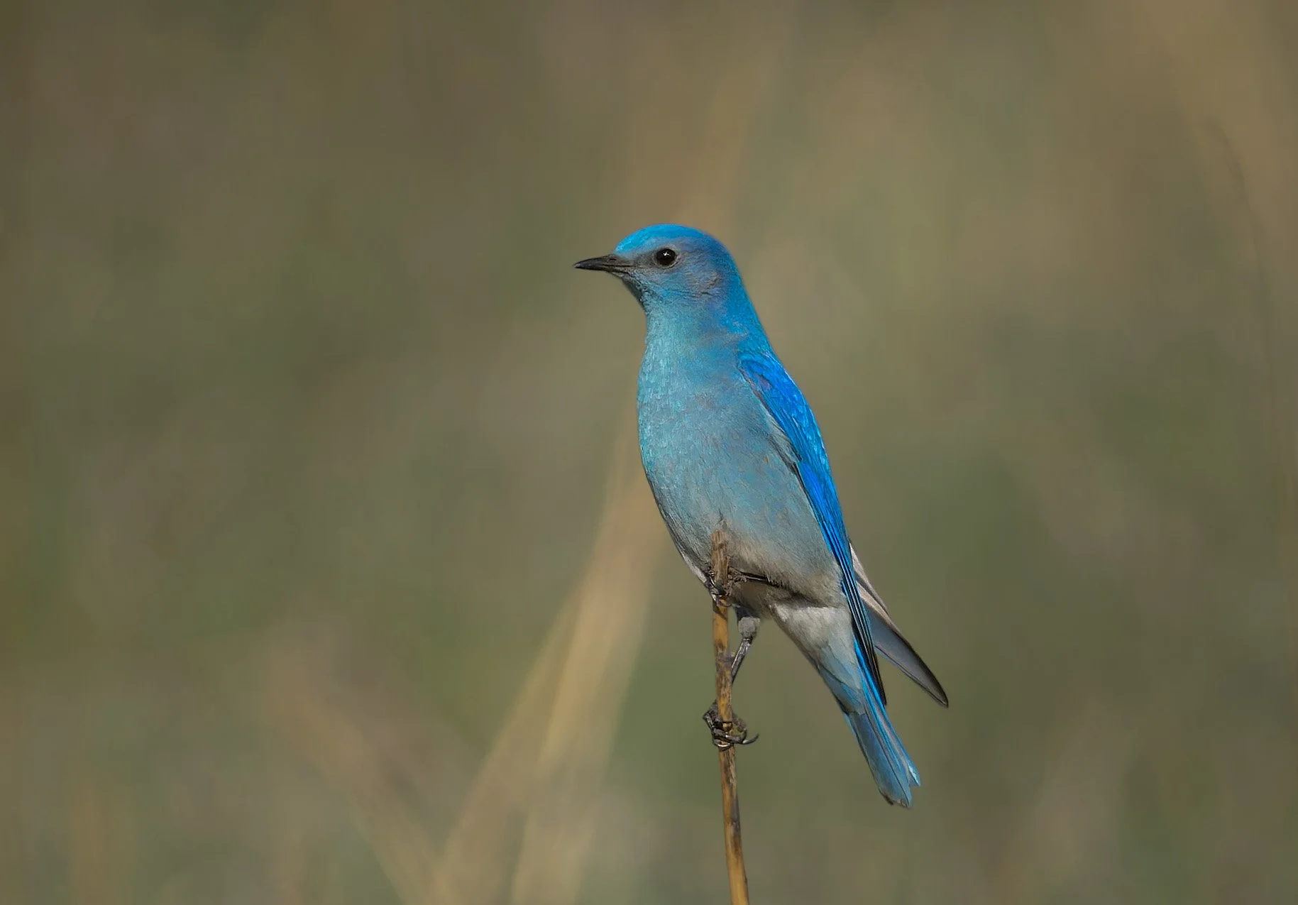 Mountain Bluebird, Elk Meadow Park, Evergreen, CO