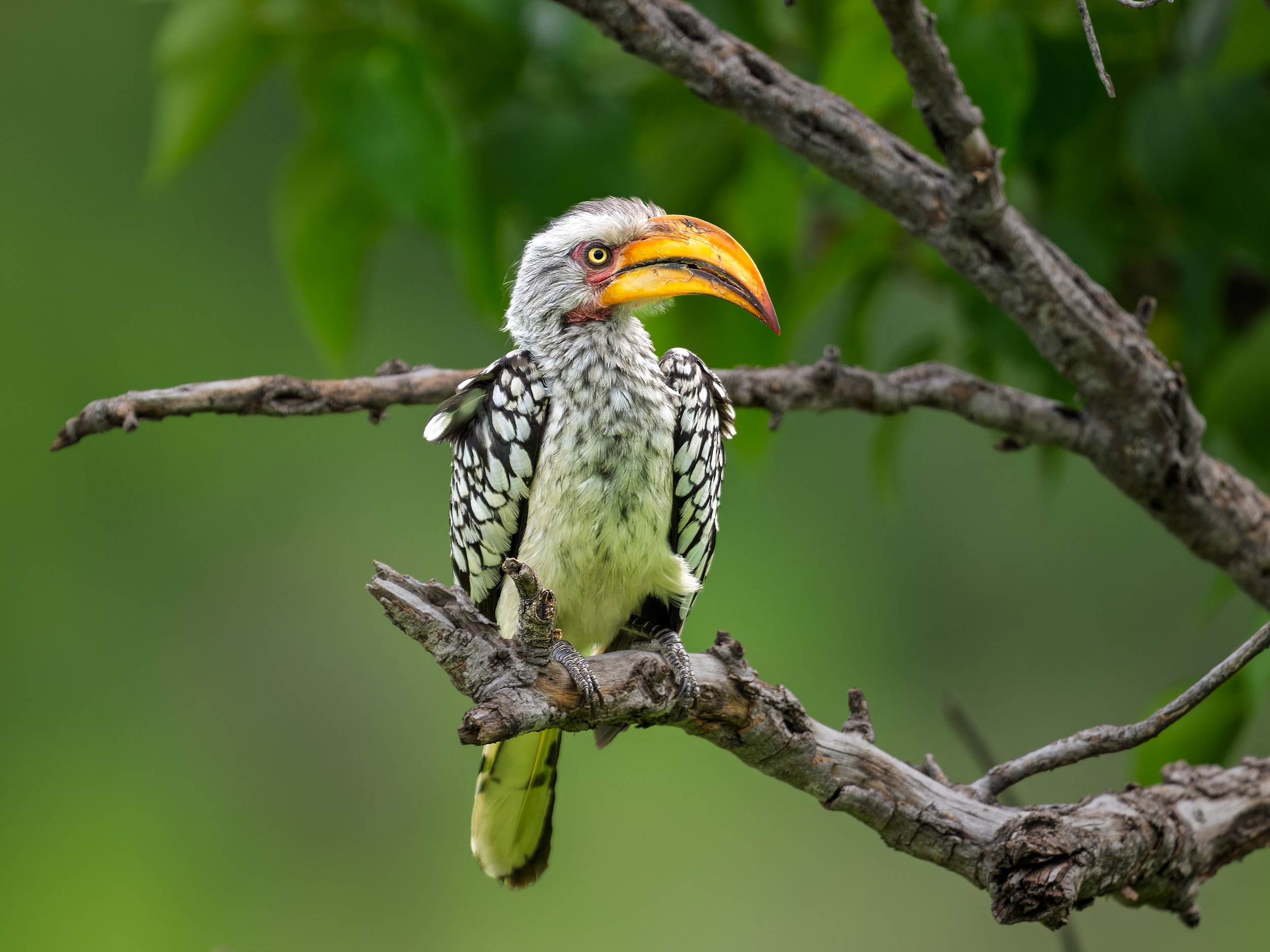 Southern Yellow-billed Hornbill