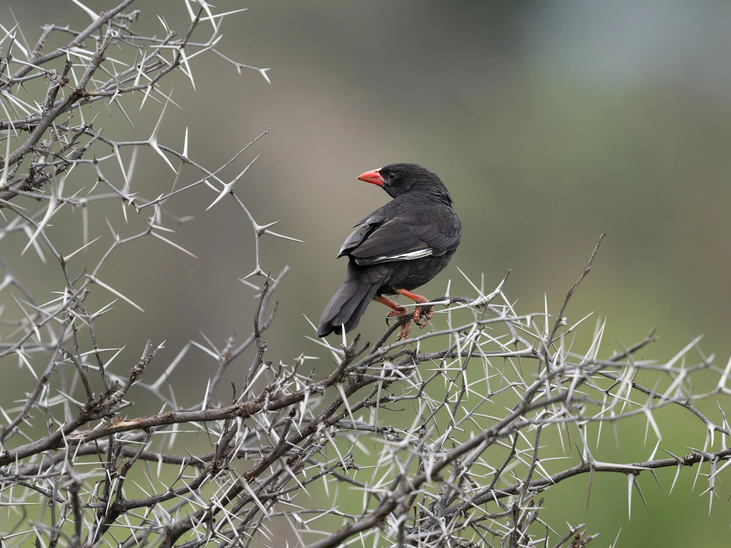 Red-billed Buffalo Weaver