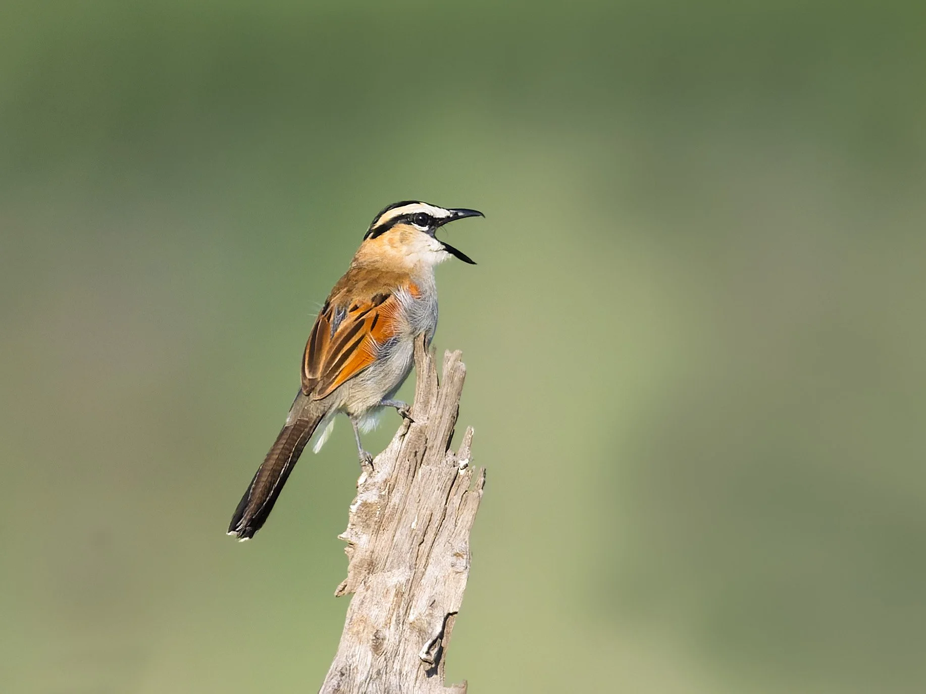 Black-crowned Tchagra