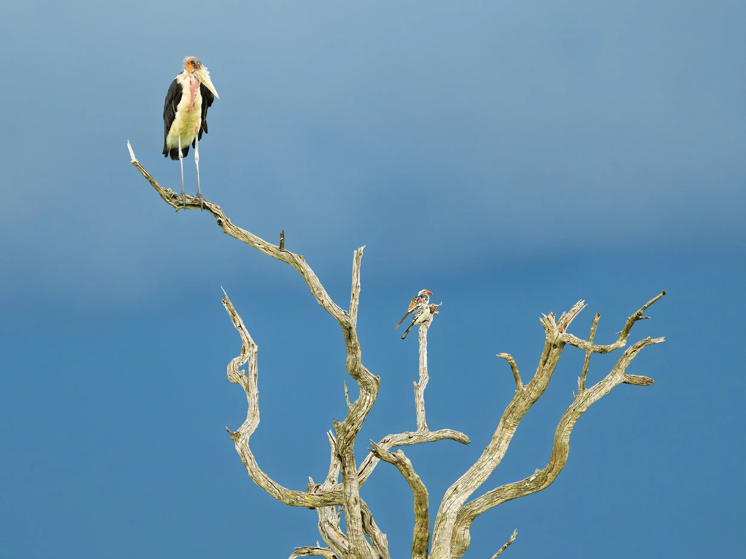Marabou Stork, looking down on Hornbills