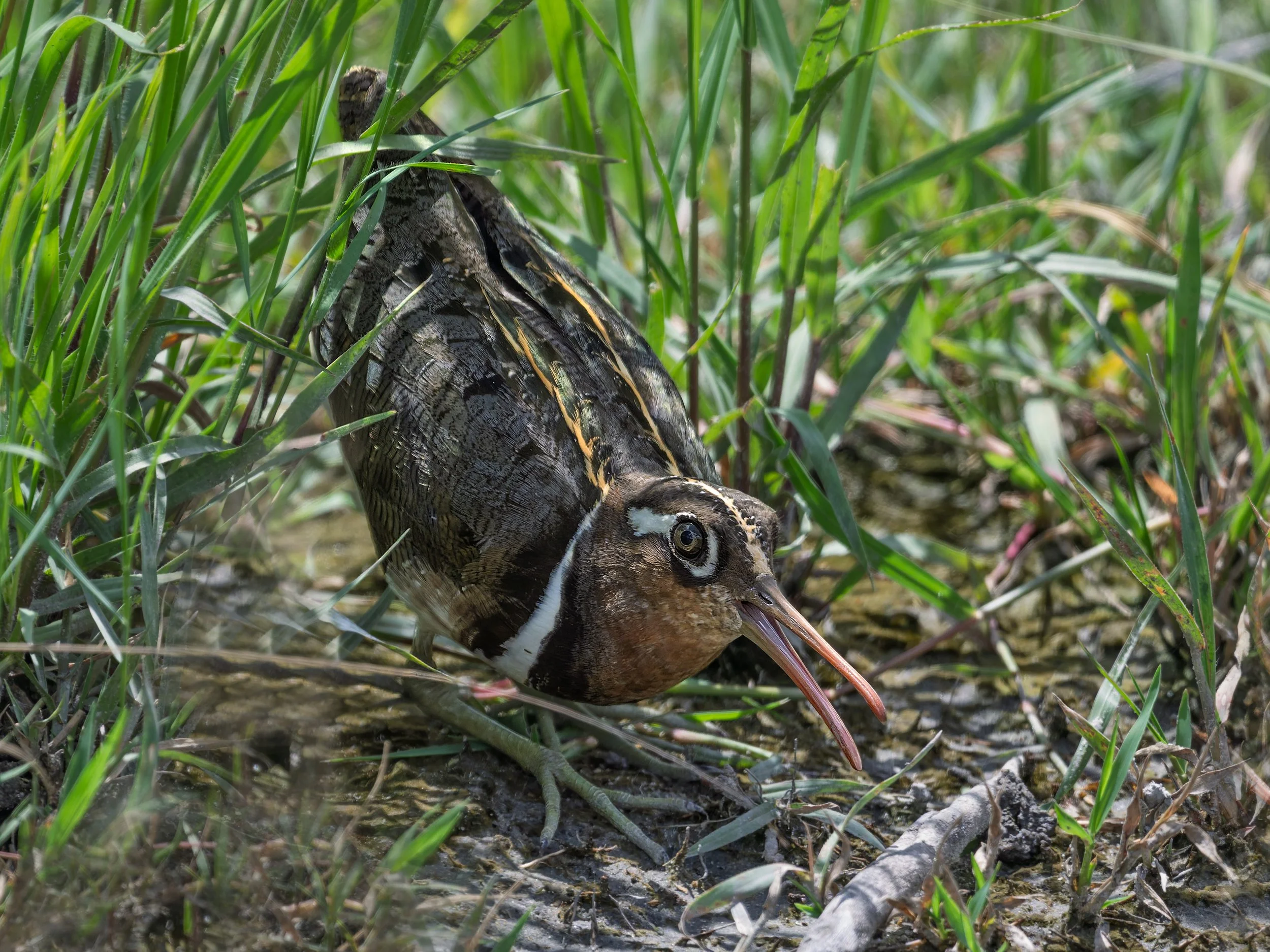 Greater Painted-Snipe, hiding