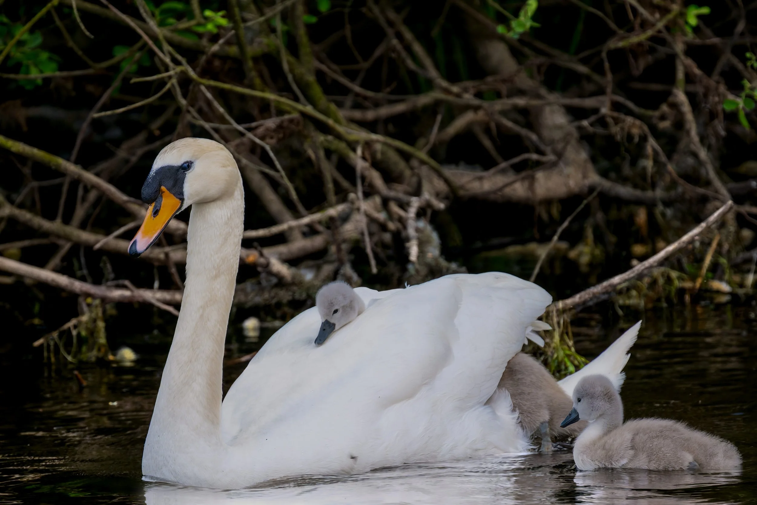 Derwentwater, Mute Swan with Cygnets