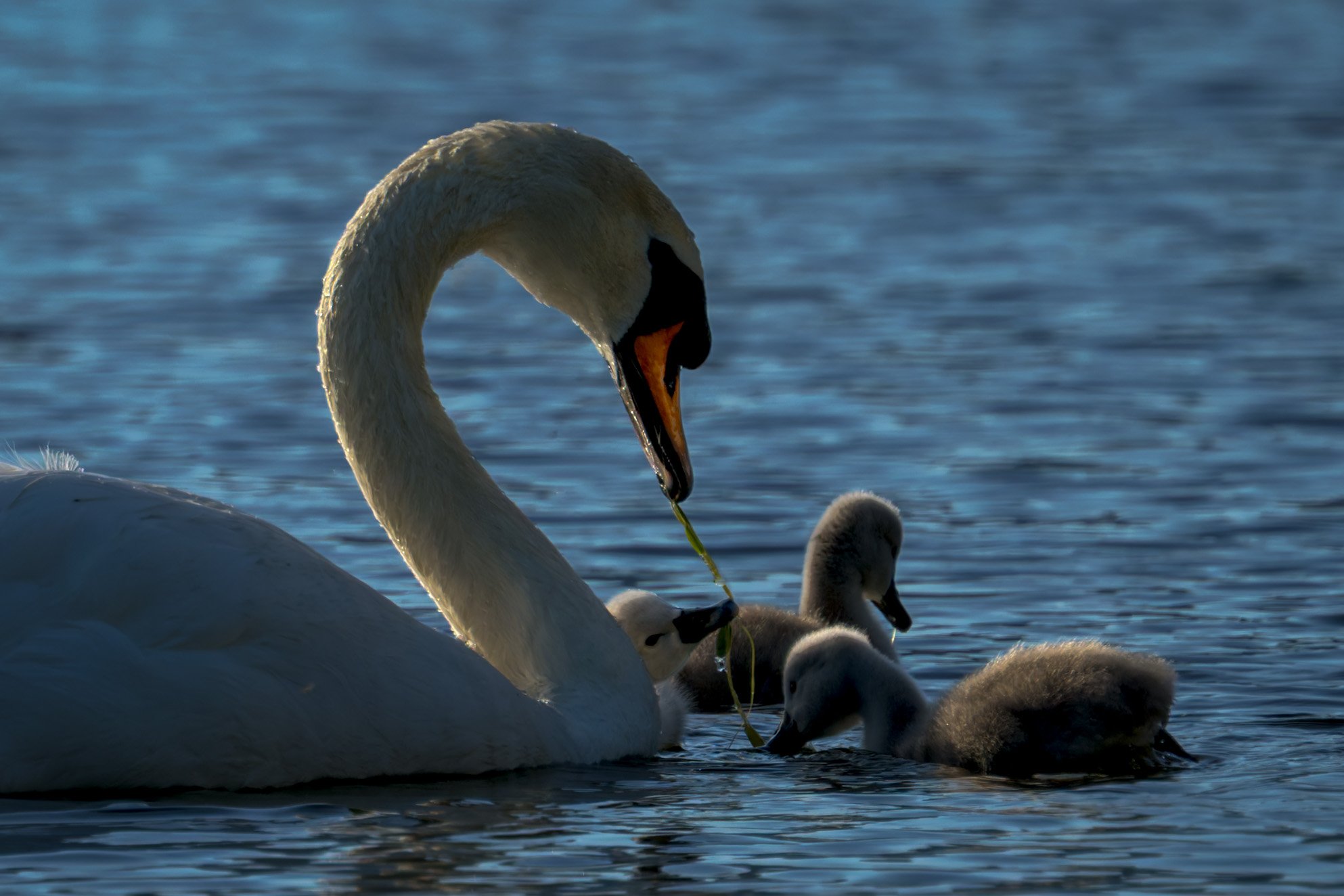 Derwentwater, early morning, Mute Swan feeding cygnets
