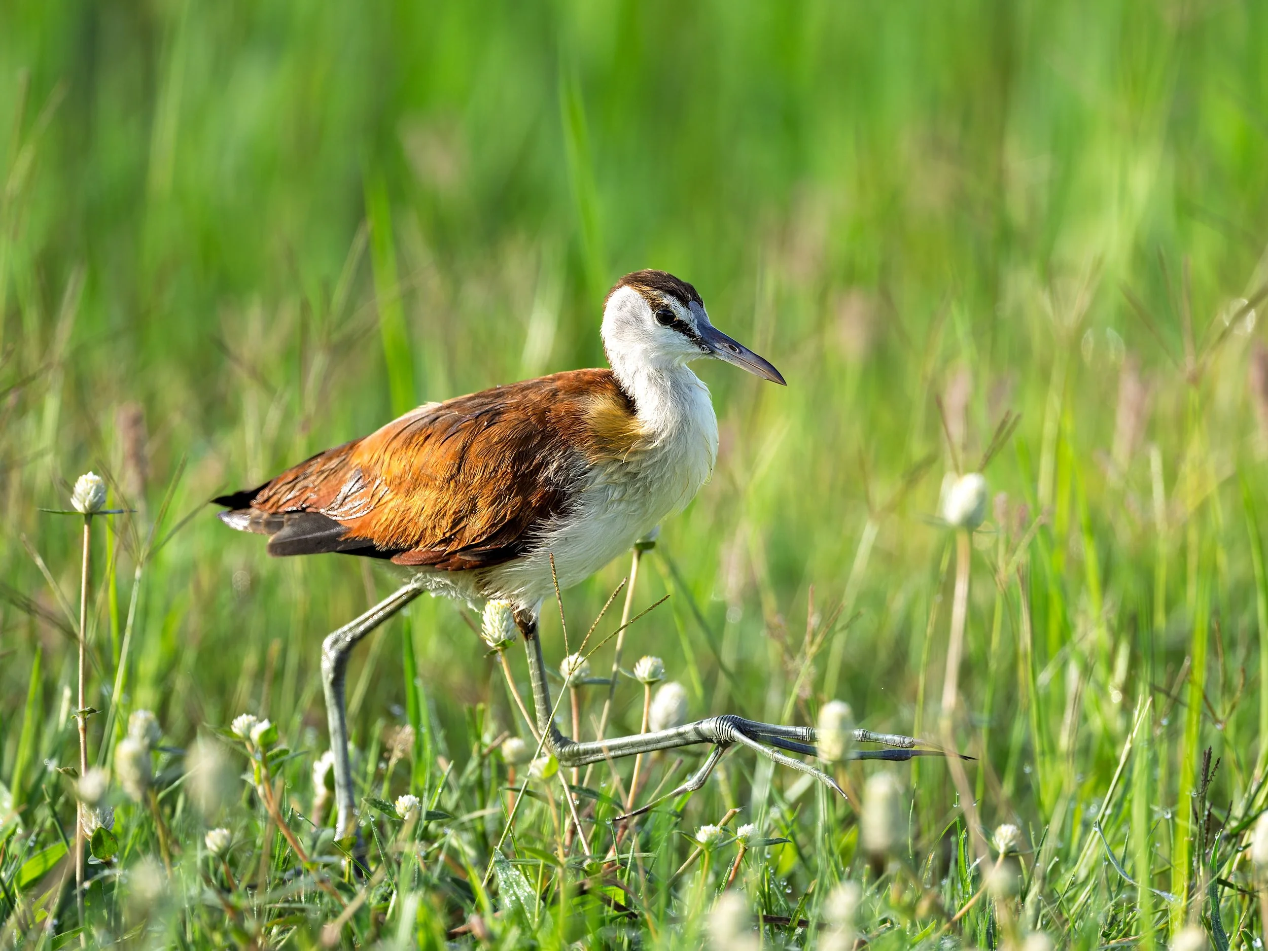 Long-toed Lapwing