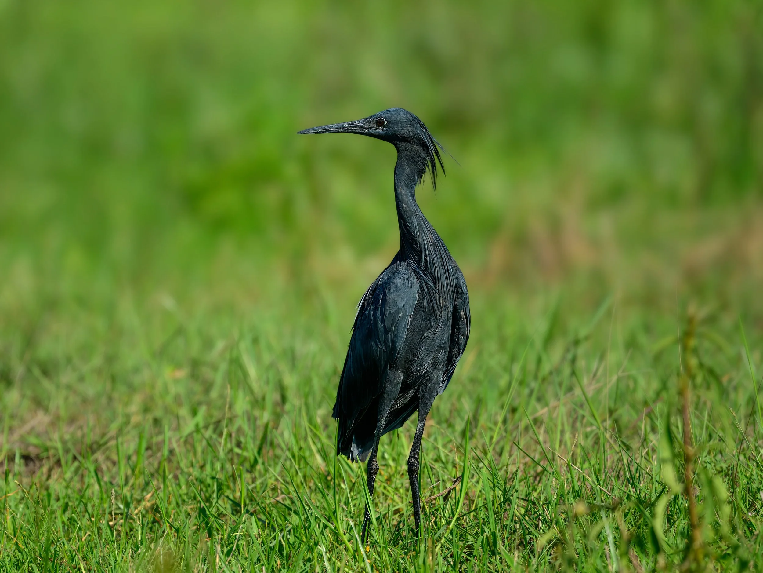 Black Heron