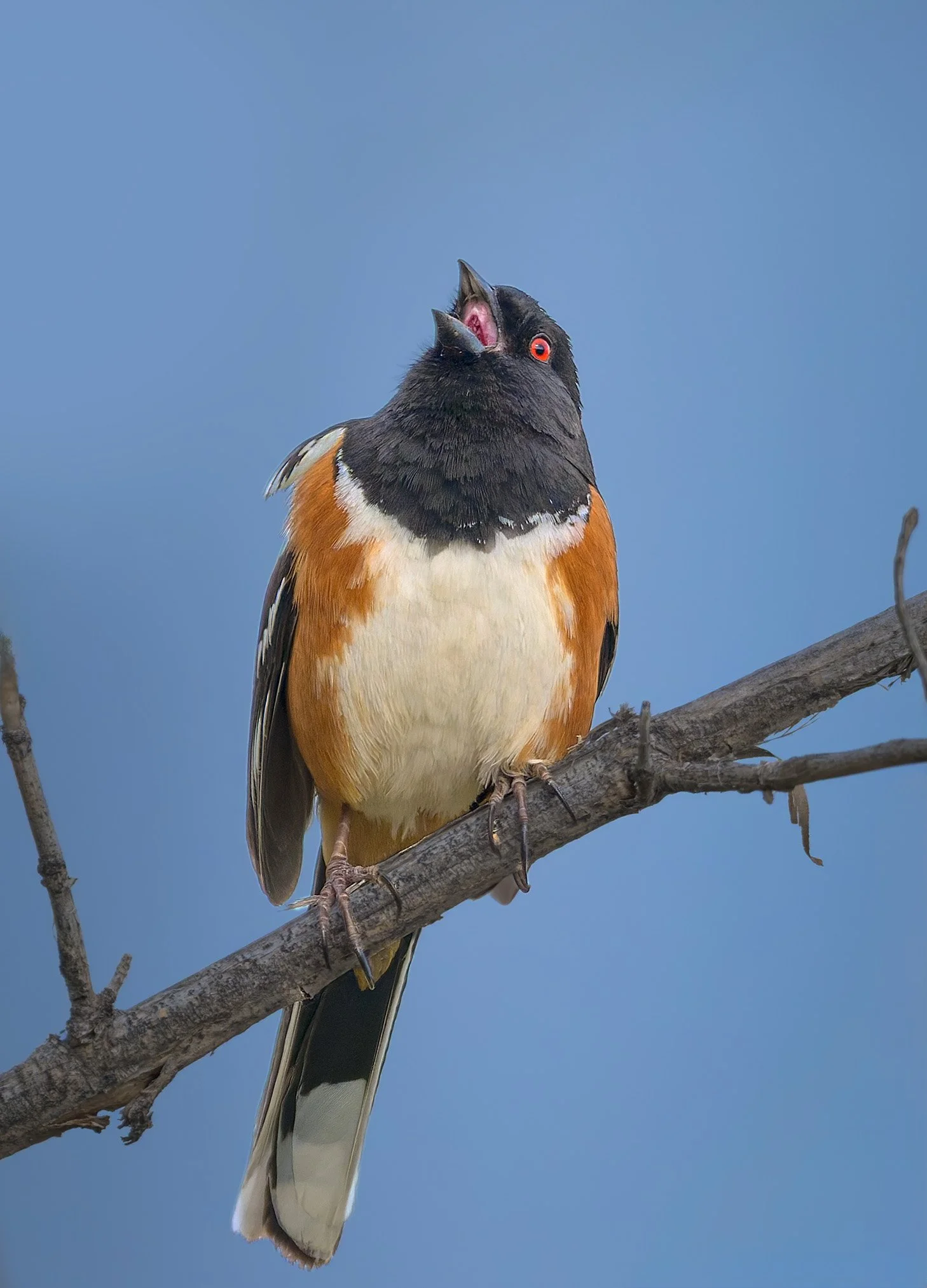 Spotted Towhee, Audubon Trail, Chatfield State Park