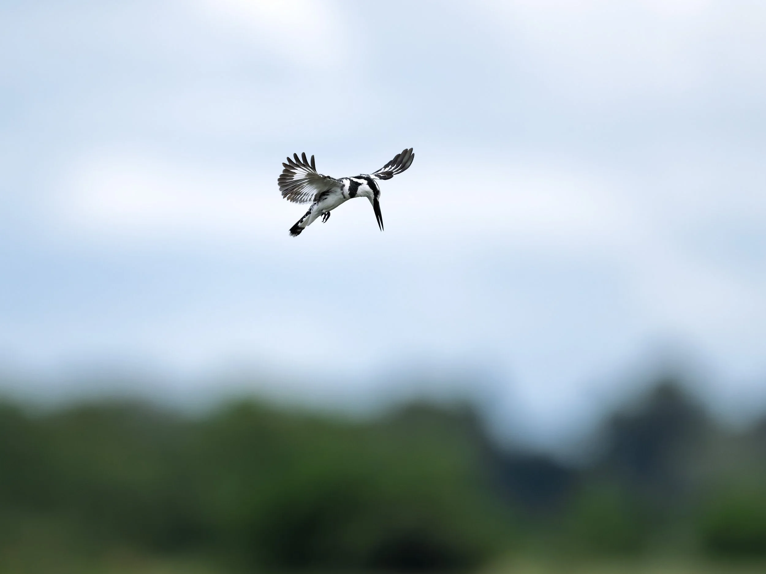 Pied Kingfisher, hovering