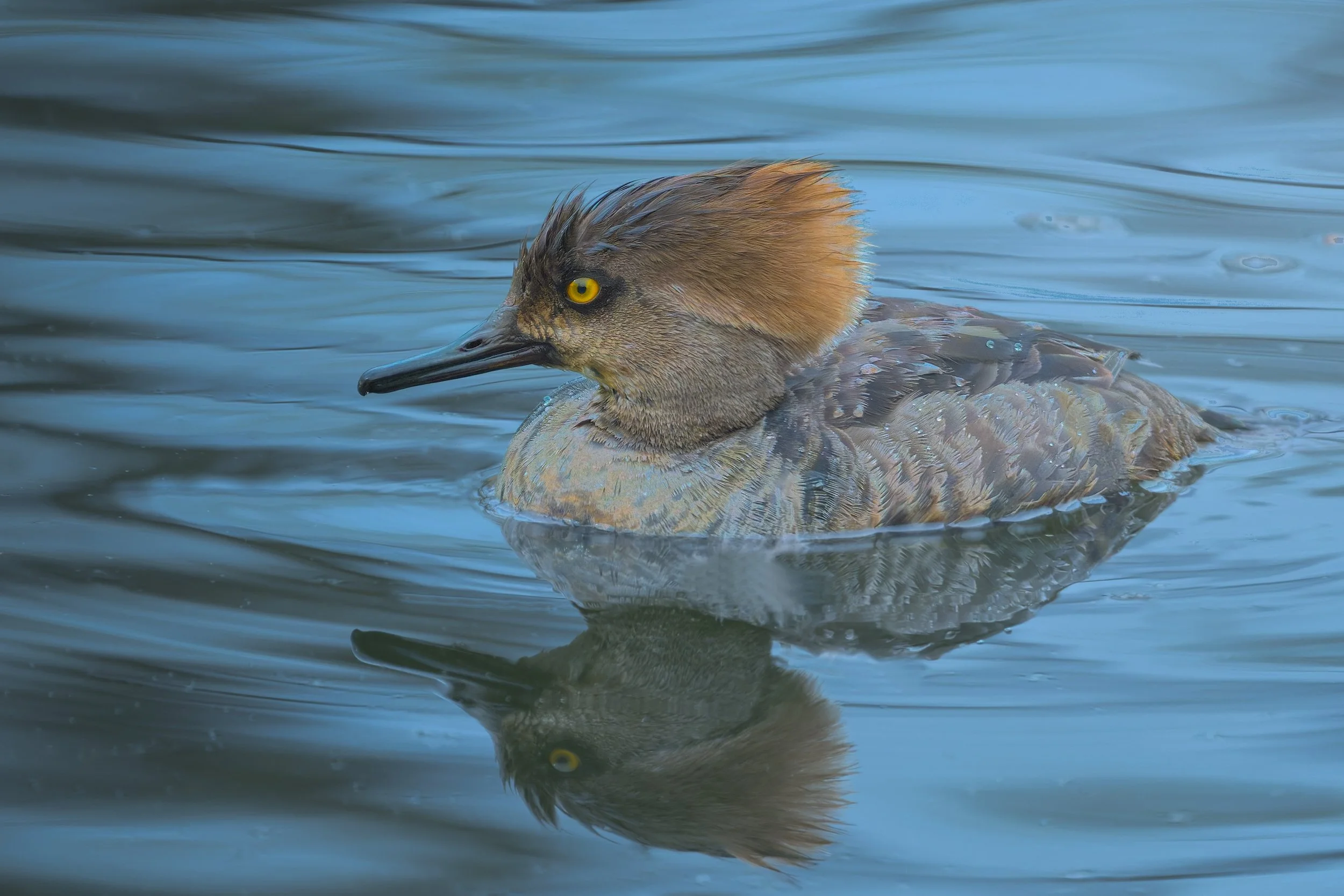Hooded Merganser, non breeding make, Bluff Lake Nature Preserve, Denver, CO