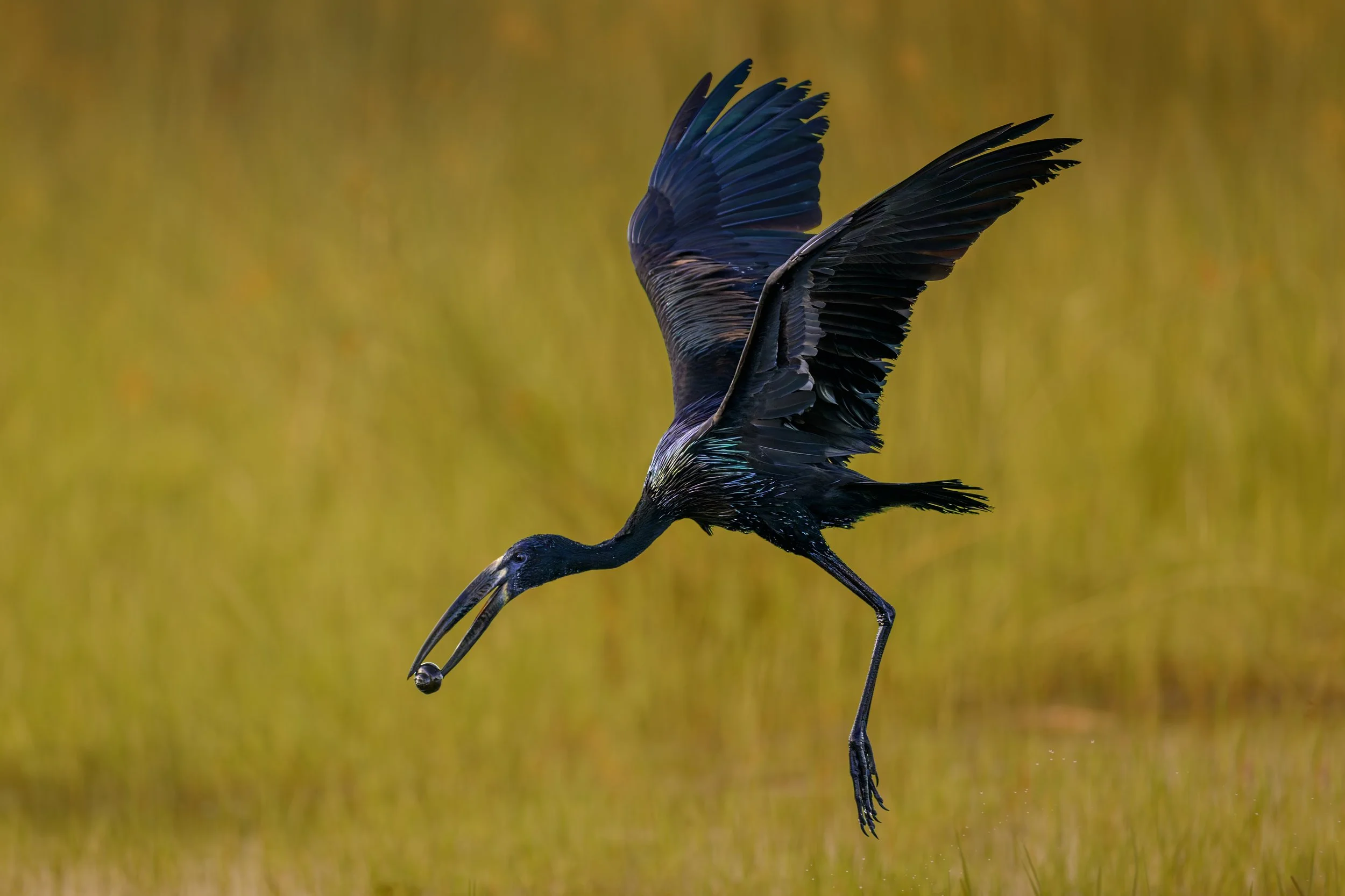 African Openbill, with snail