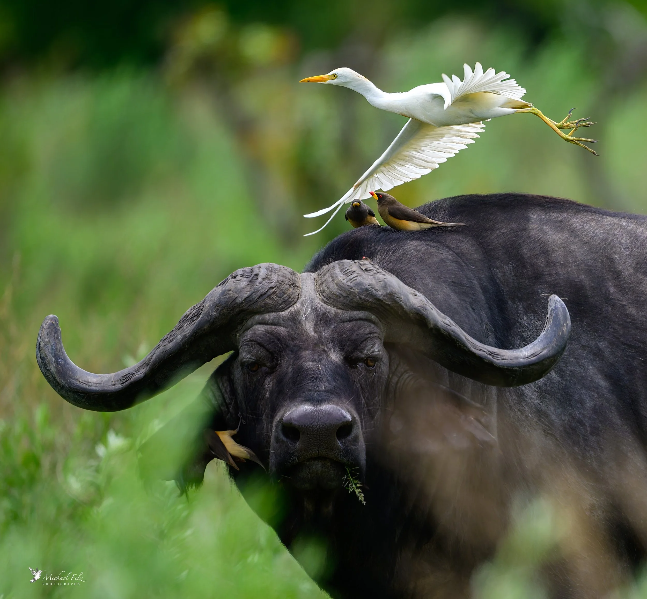 Water Buffalo with Western Cattle Egret and Yellow-billed Oxpecker
