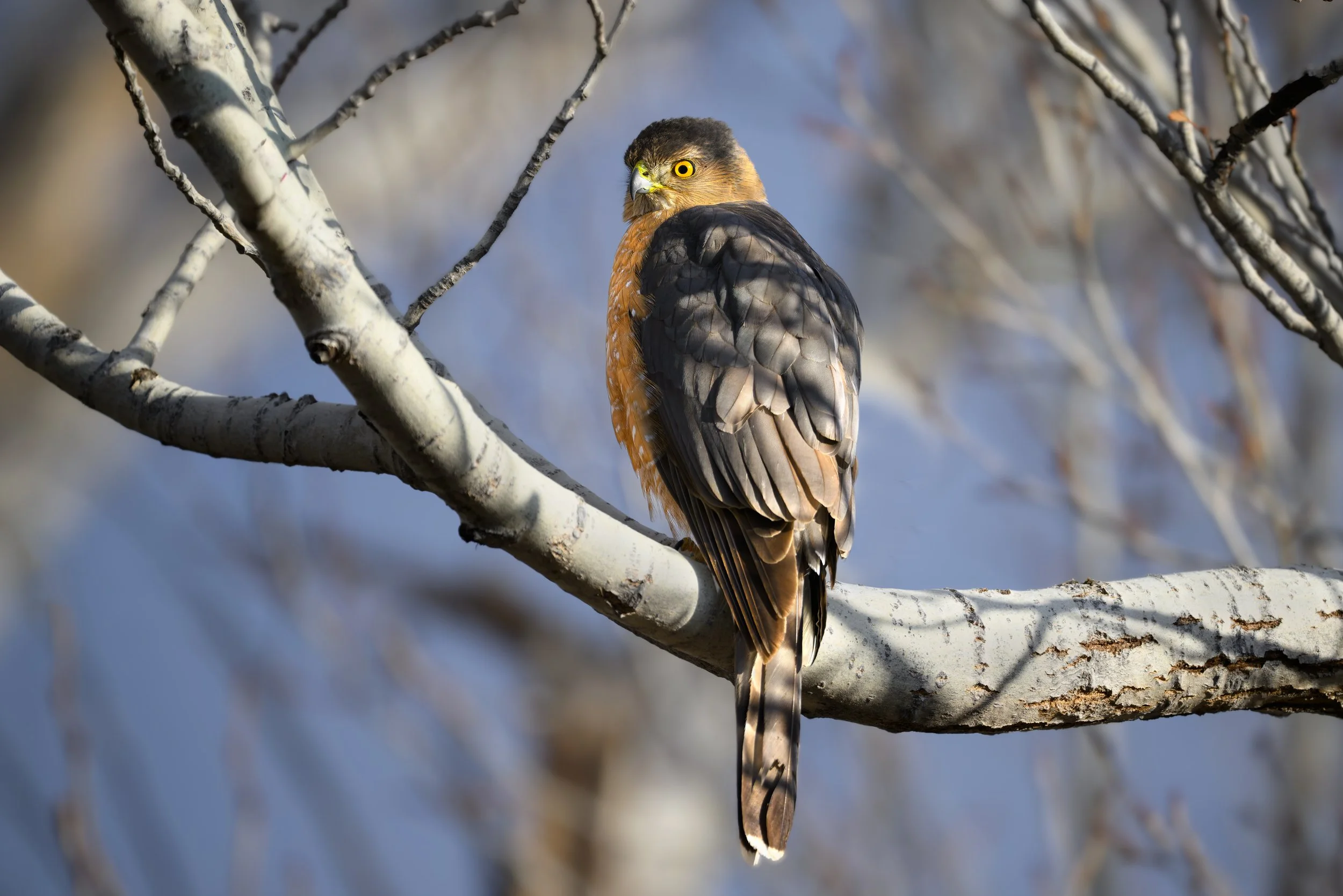 Cooper's Hawk, Chatfield SP (Audubon Trails), Colorado