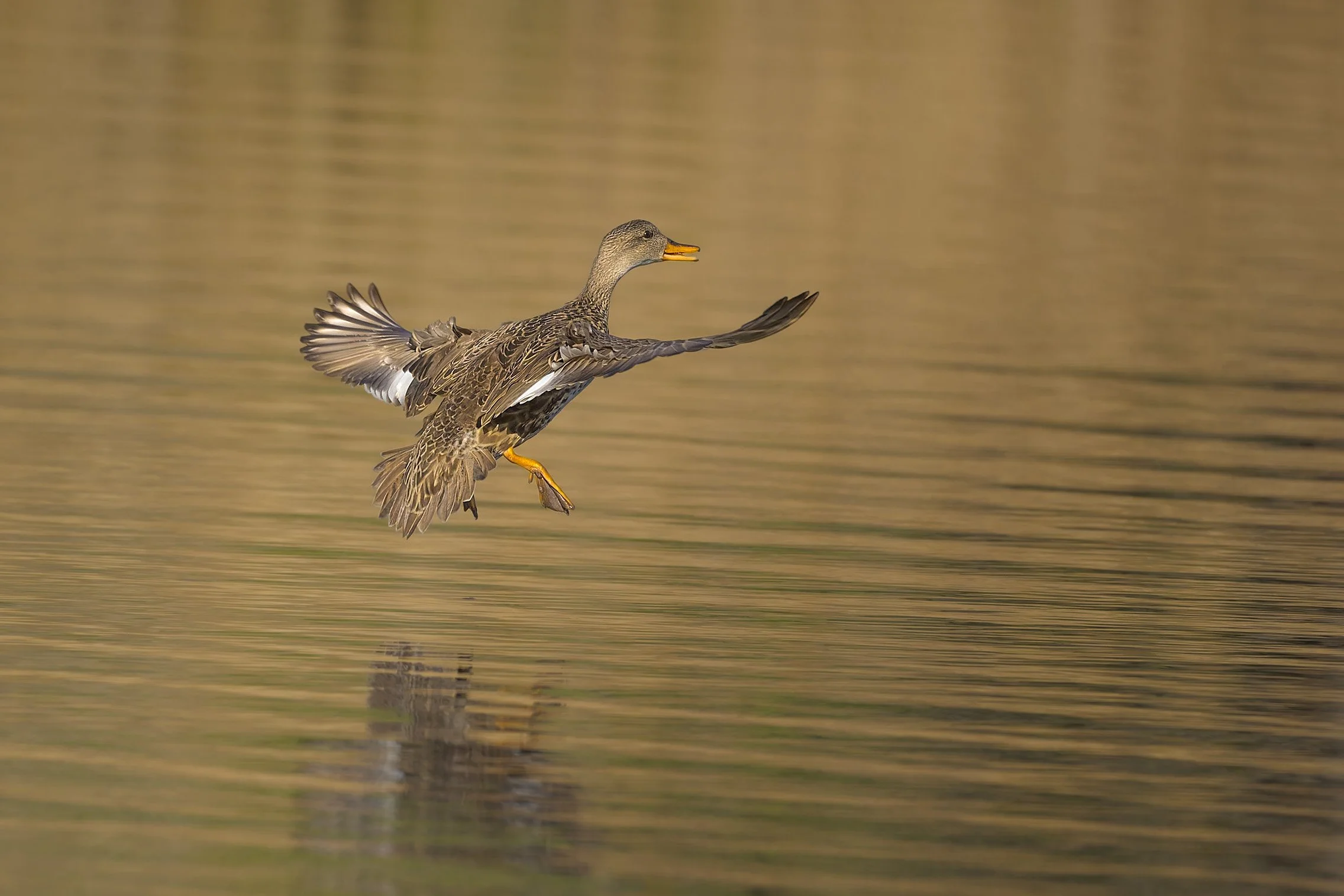 Gadwall, female, Bluff Lake Nature Center, Denver, CO