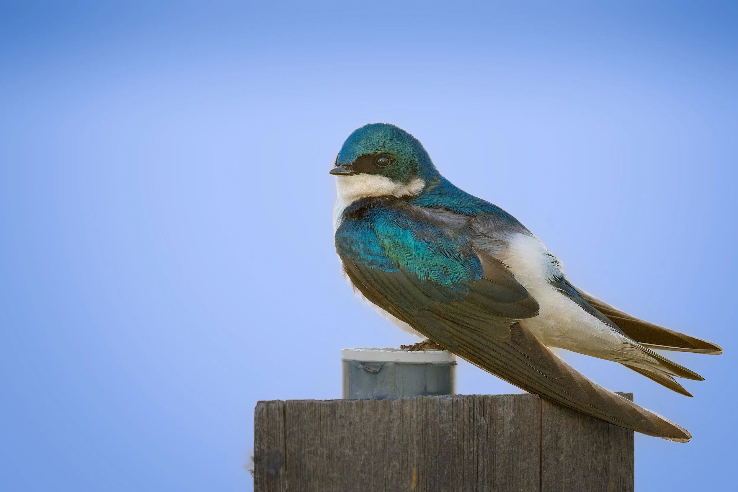 Barn Swallow, Bluff Lake Nature Center, Denver, CO