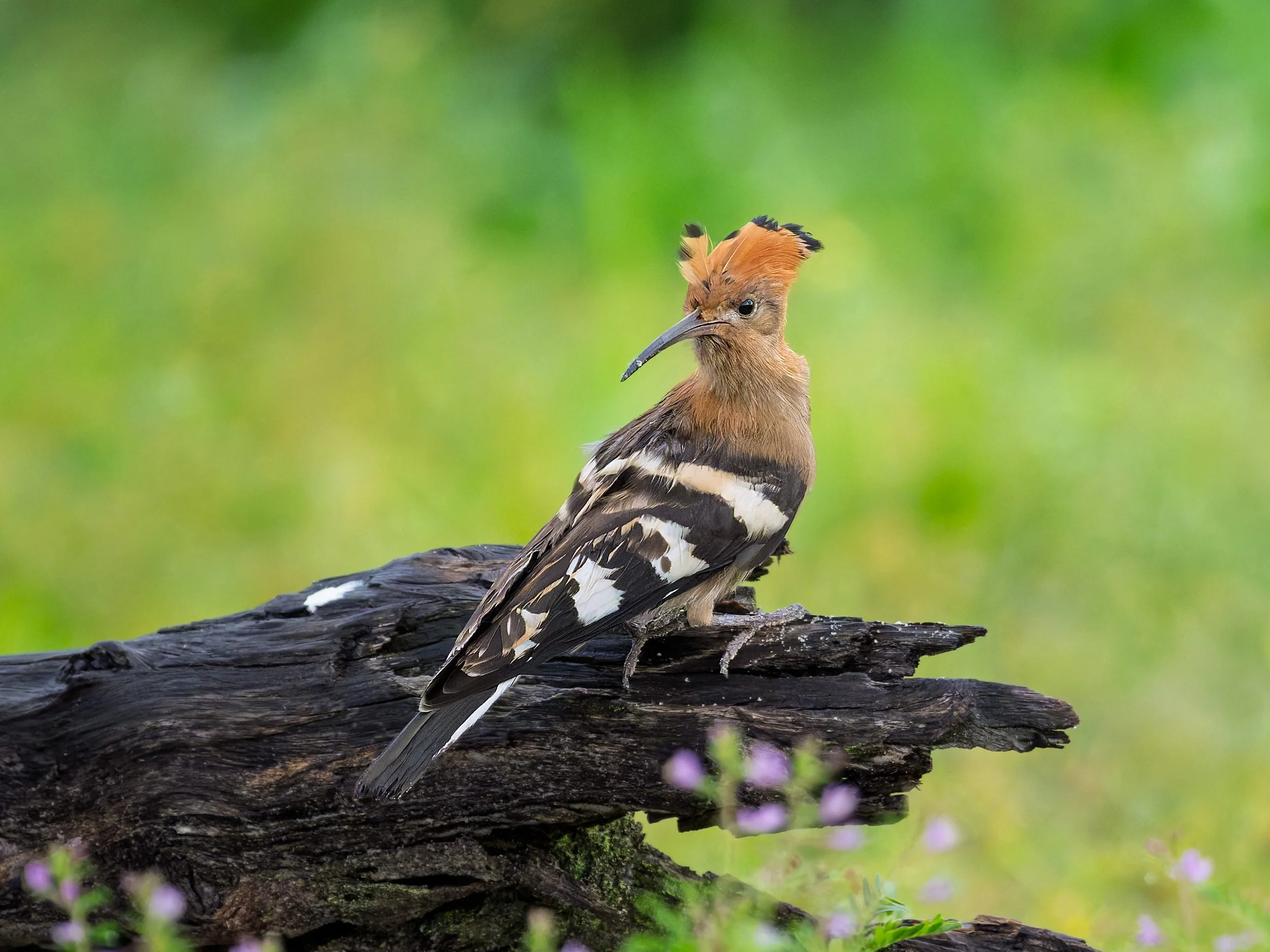 Common Hoopoe