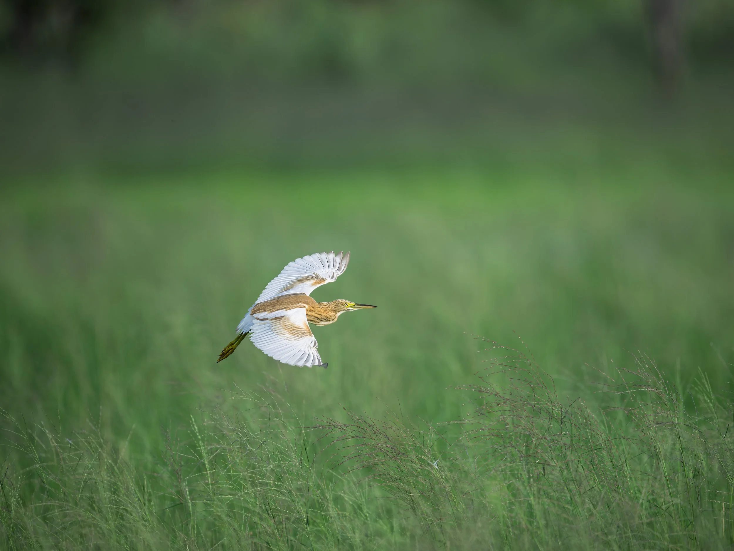Squacco Heron