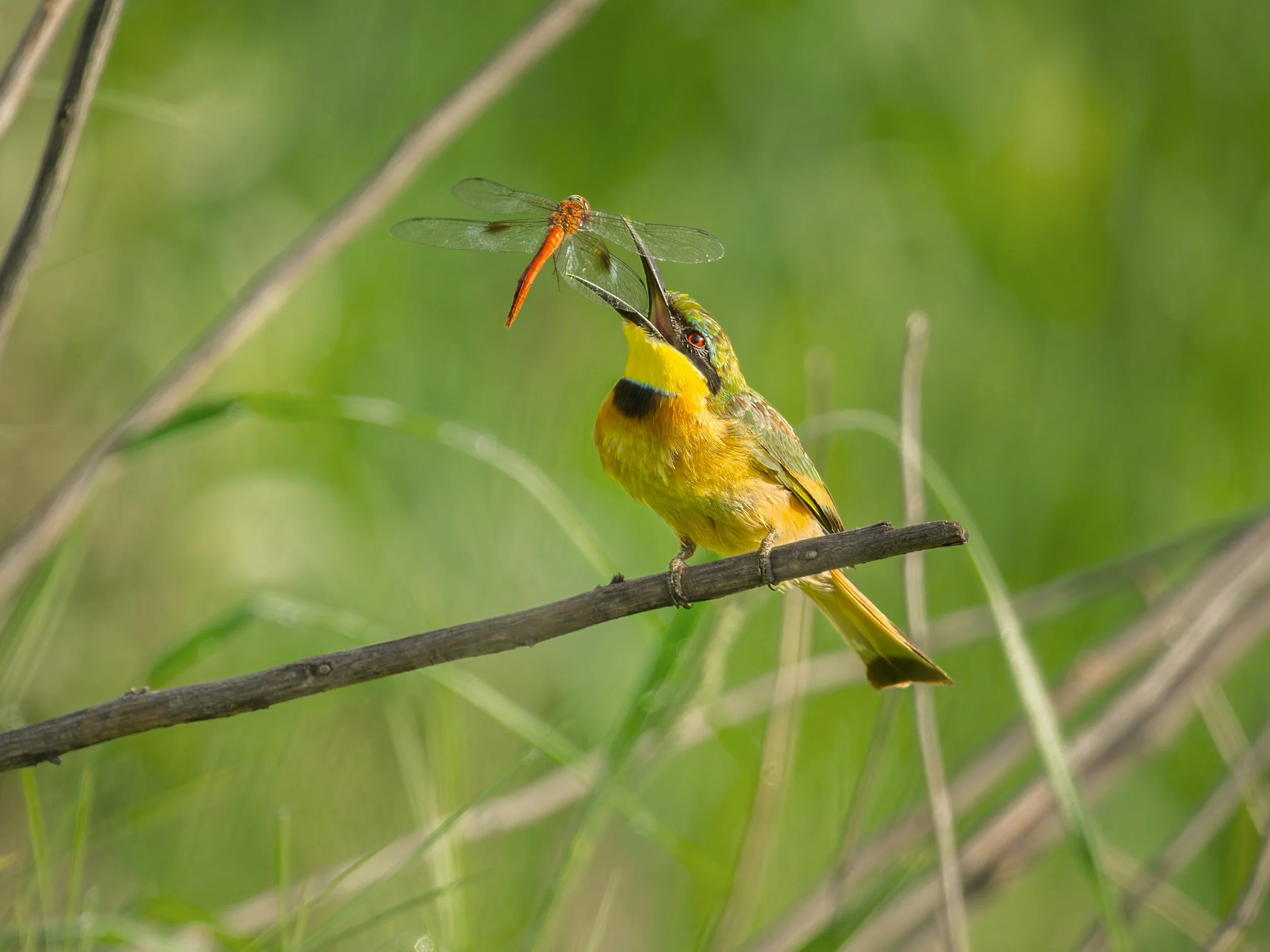 Little Bee-eater, with Dragonfly