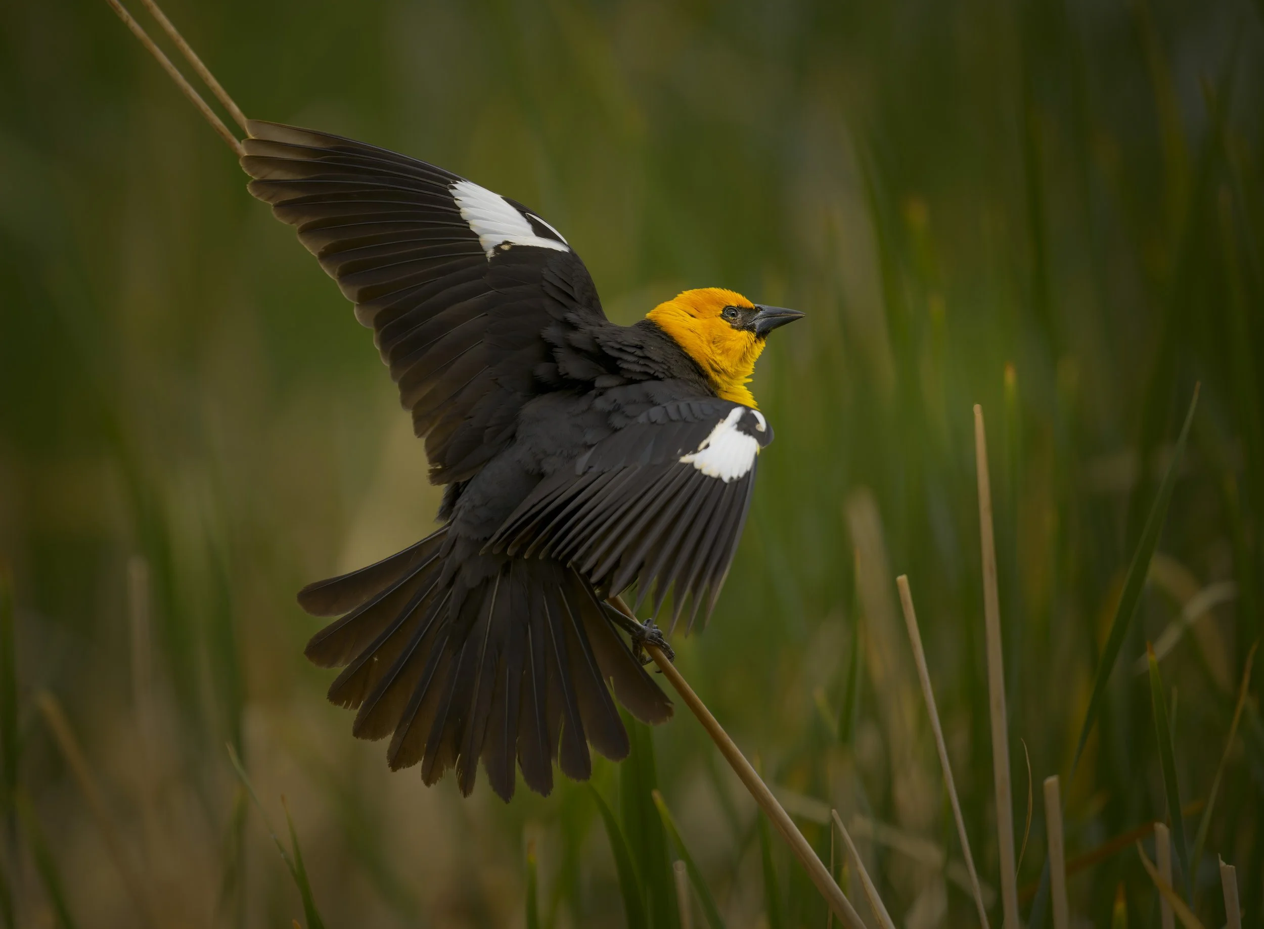 Yellow-headed Blackbird, Jim Hamm Reserve