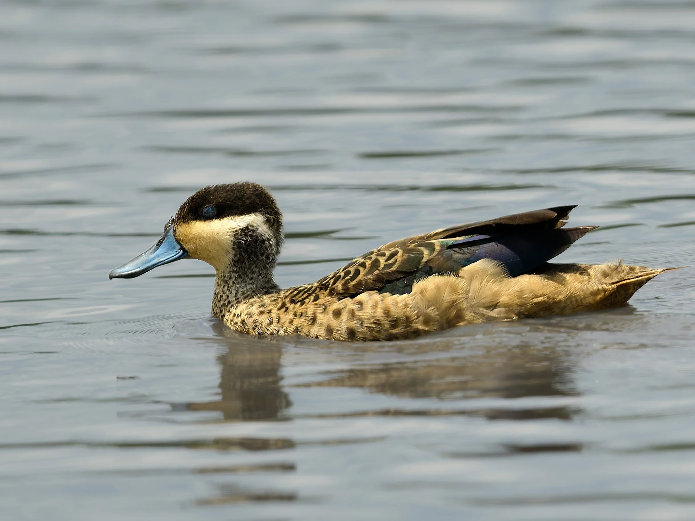 Blue-billed Teal