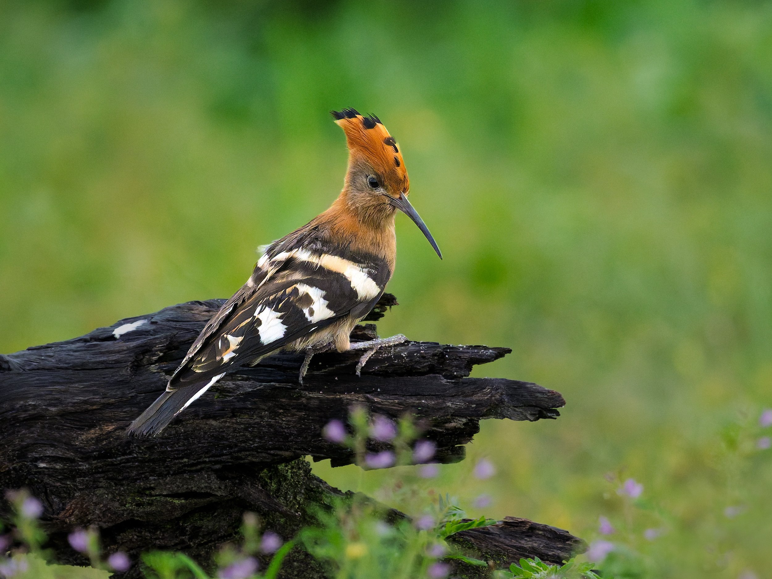 Common Hoopoe