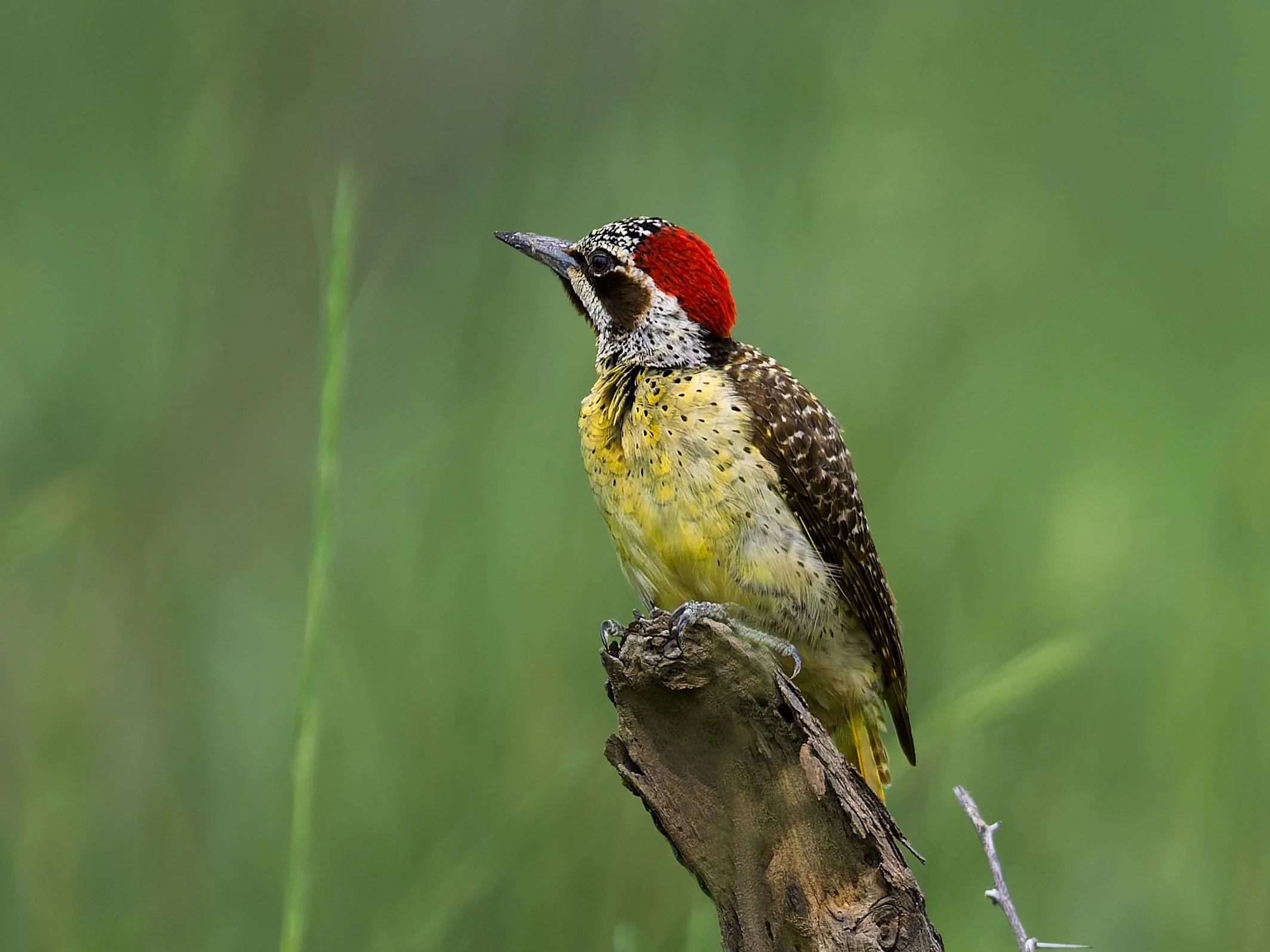 Bennett's Woodpecker