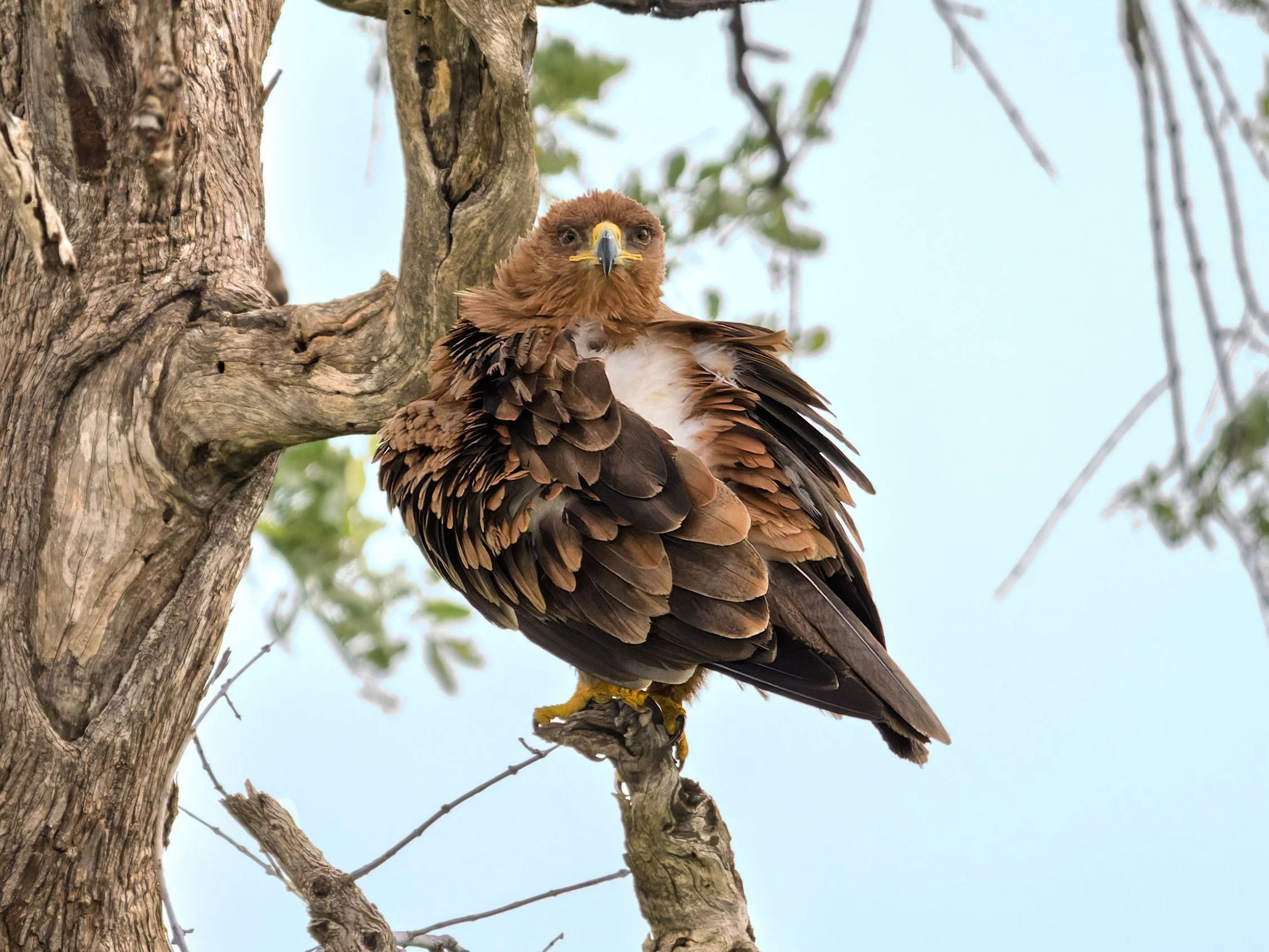Tawny Eagle