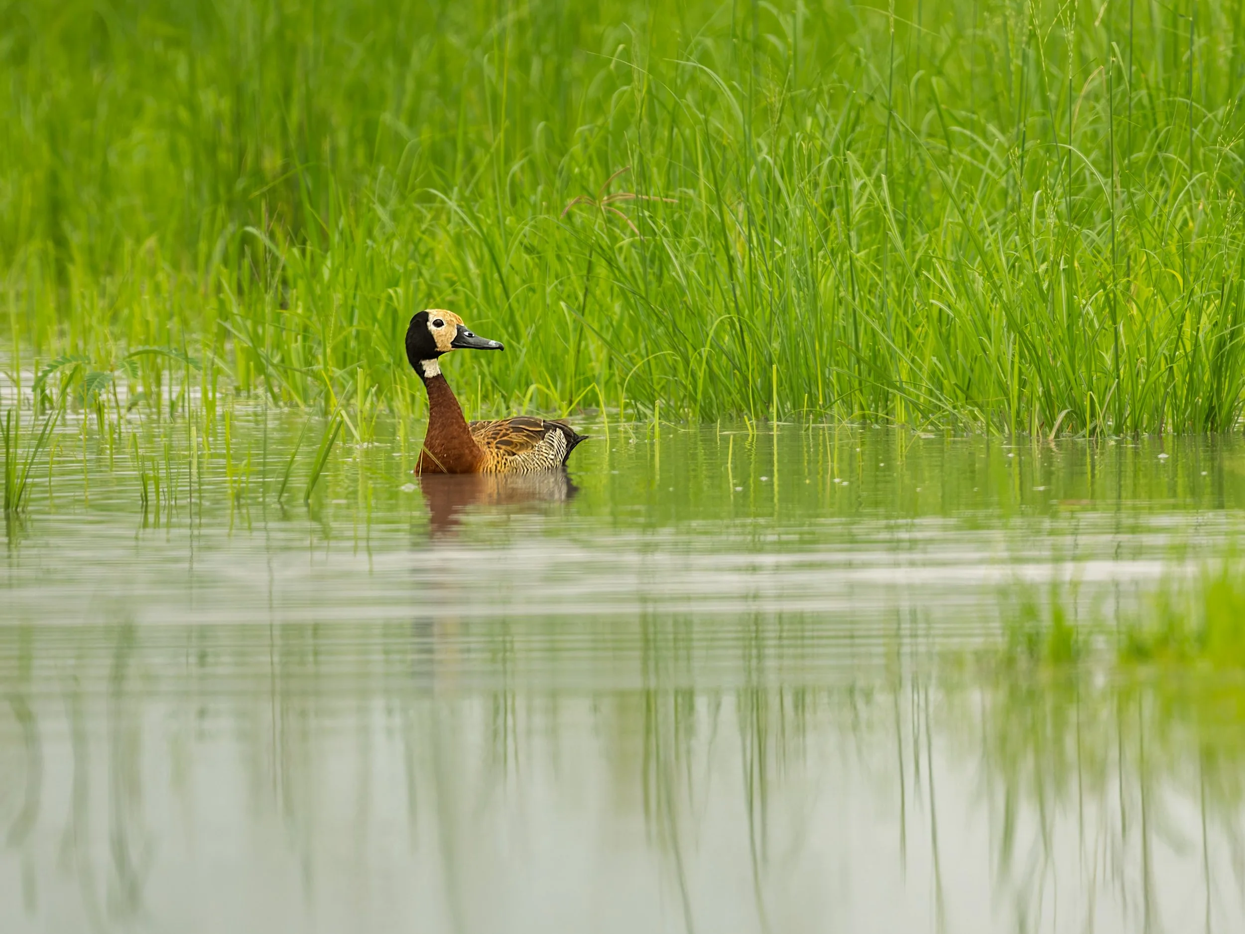 White-faced Whistling Duck