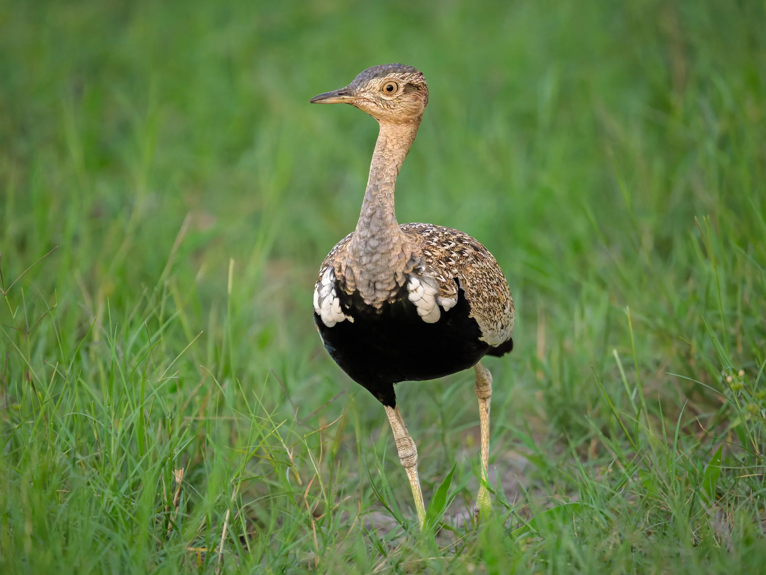 Red-crested Bustard