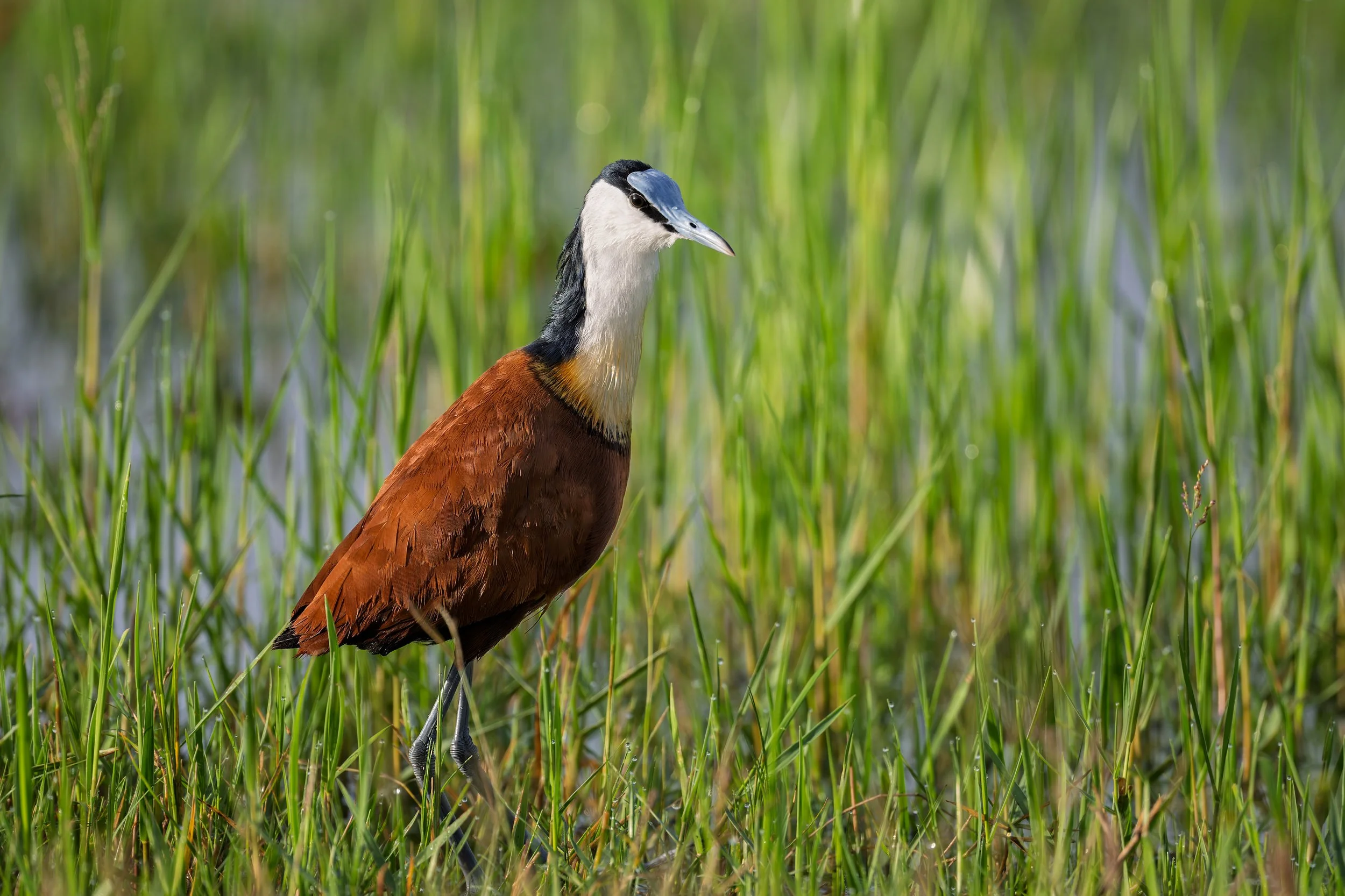 African Jacana
