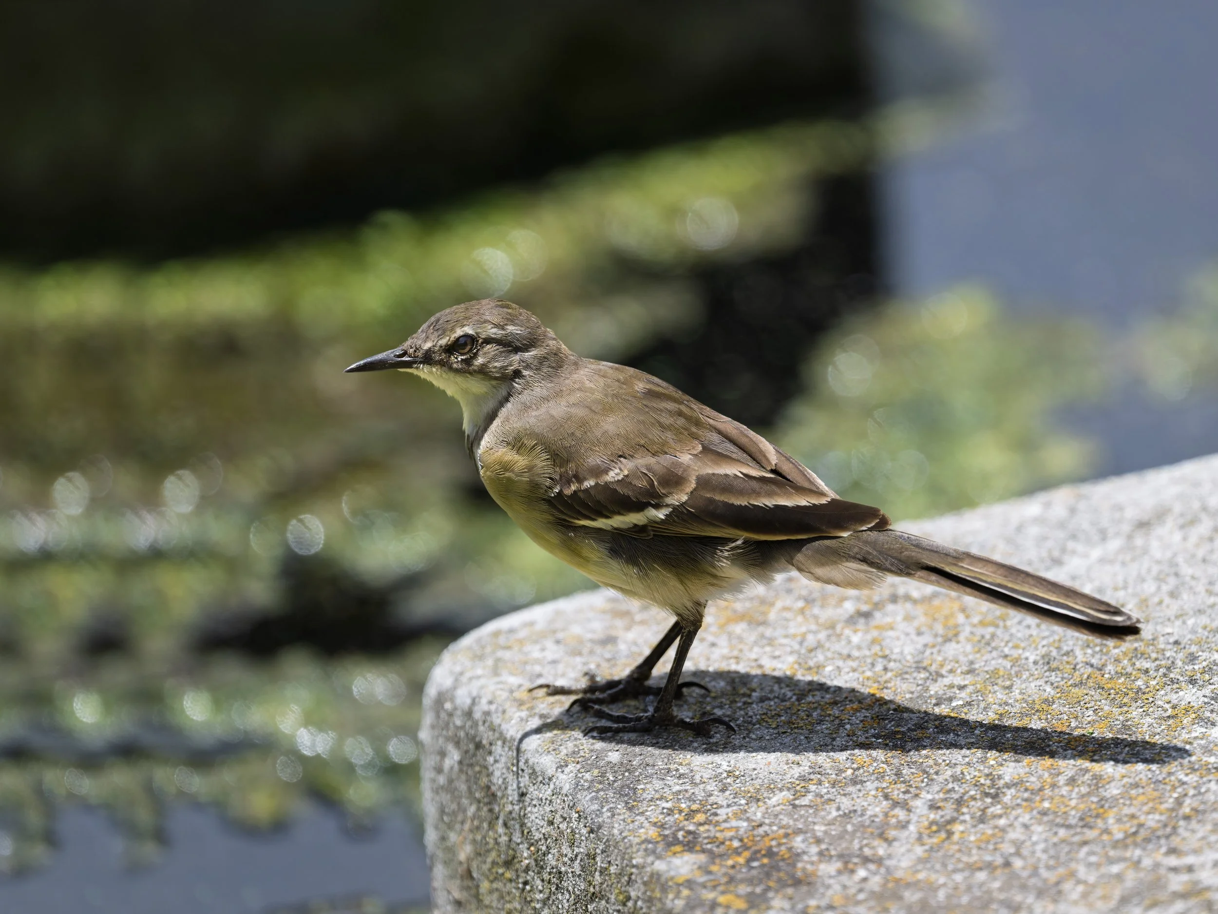 Cape Wagtail