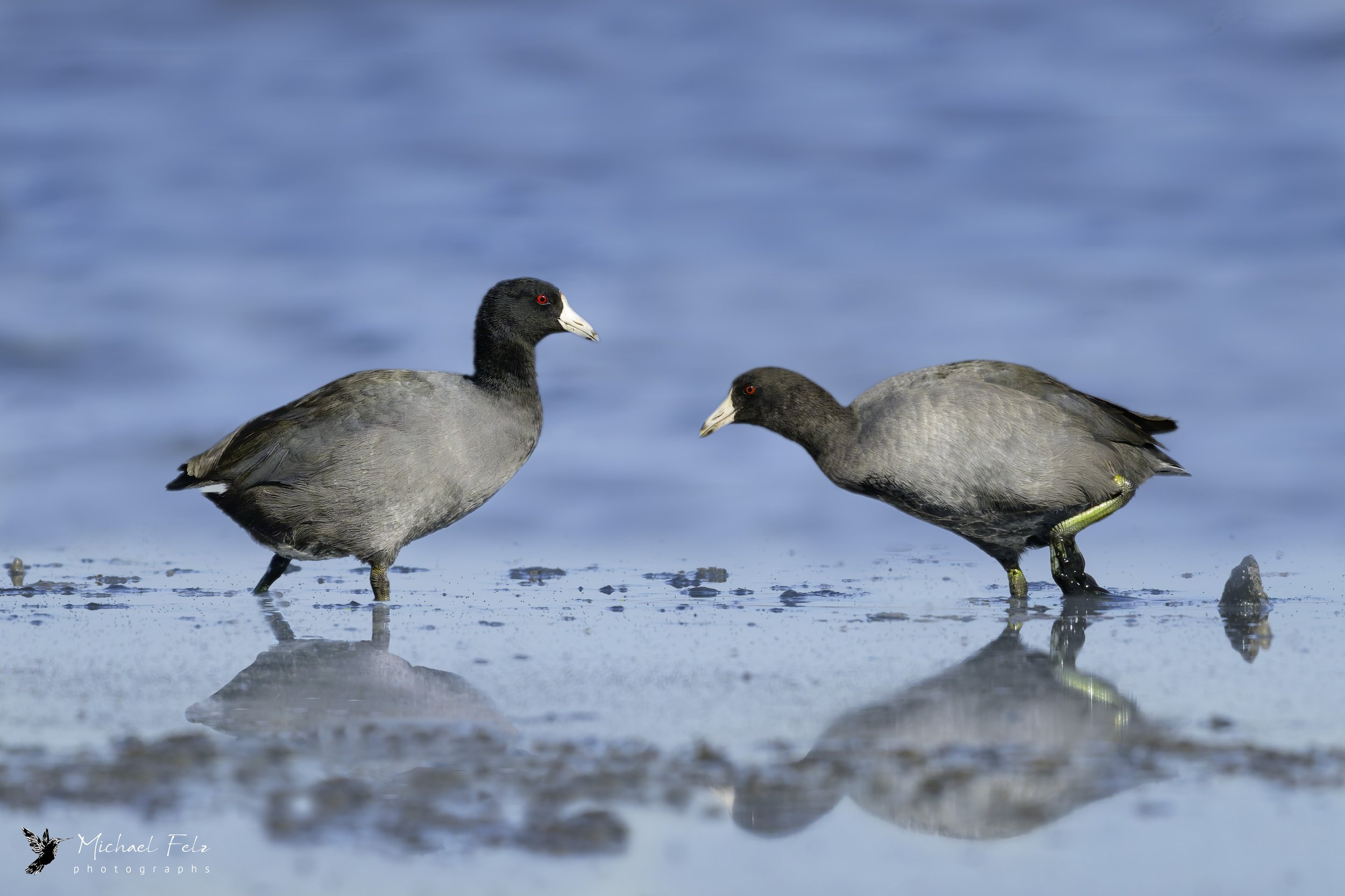 American Coots, Cherry Creek Reservoir