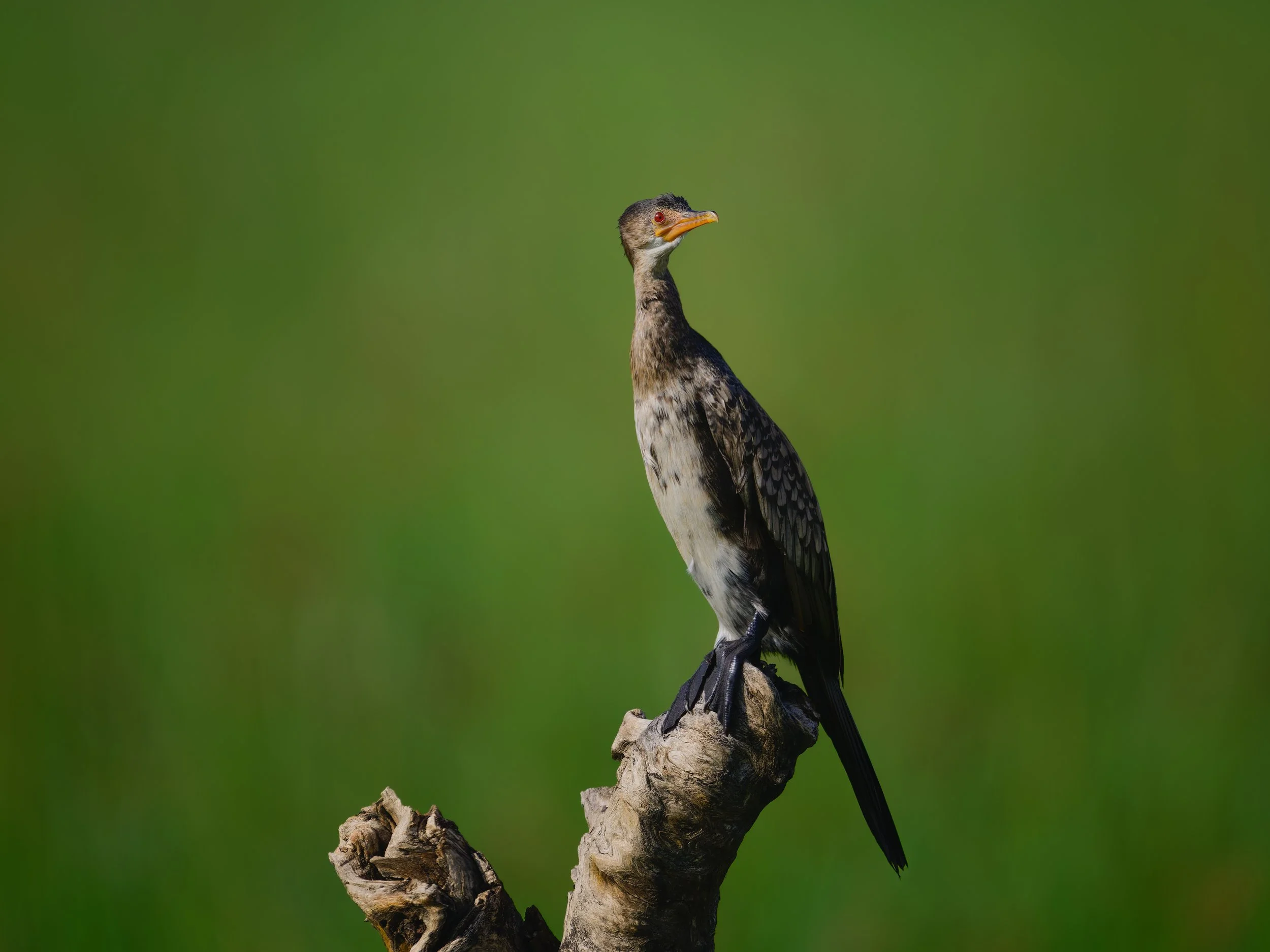 Reed Cormorant