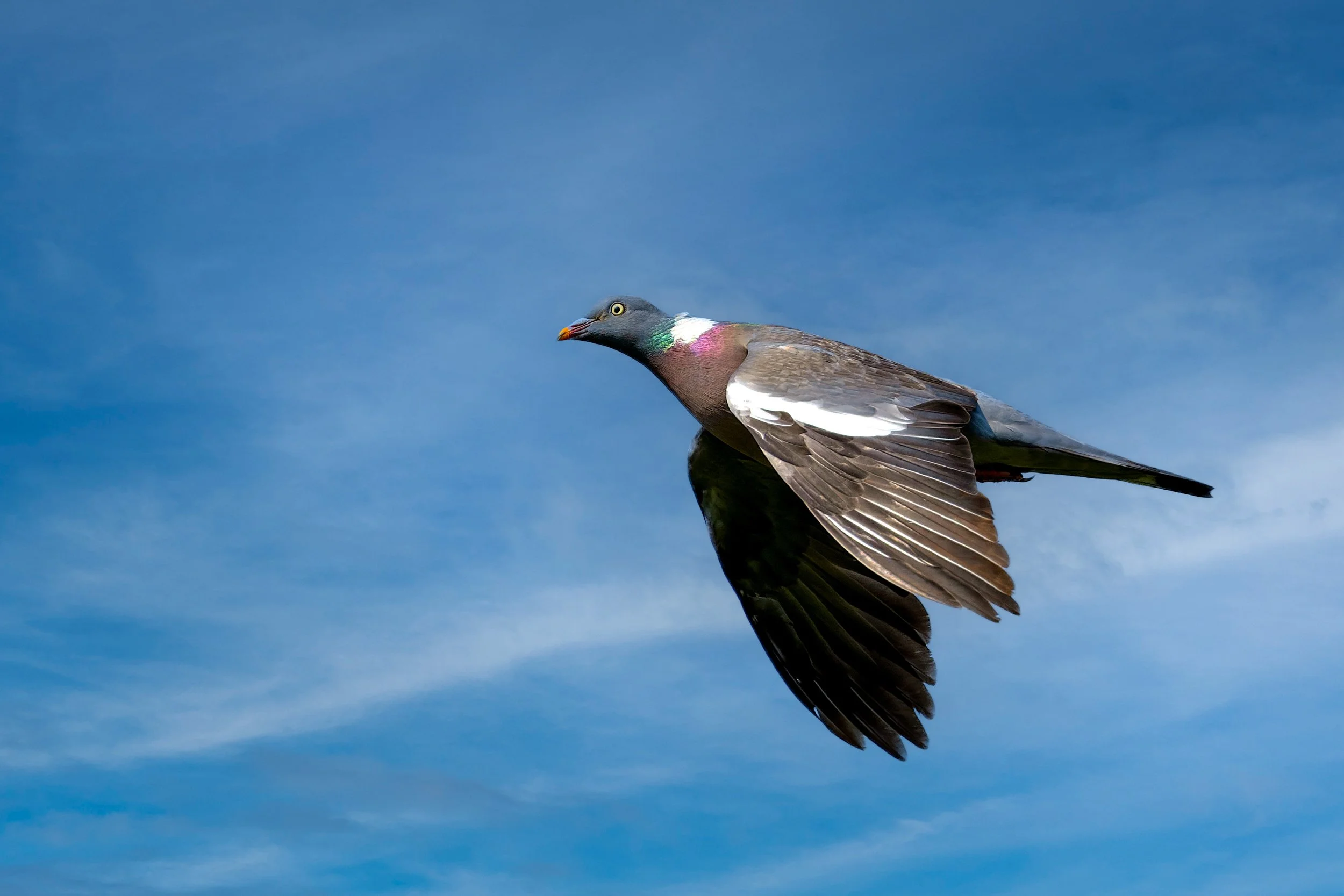 Derwentwater, Common Wood-Pigeon