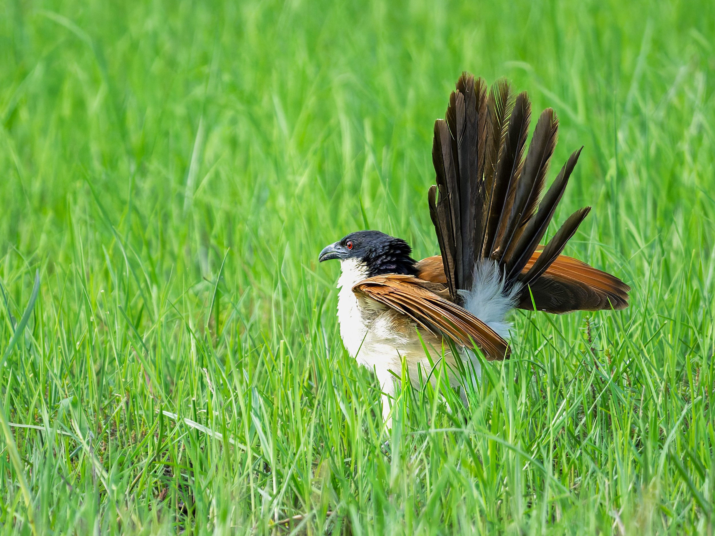 Coppery-tailed Coucal