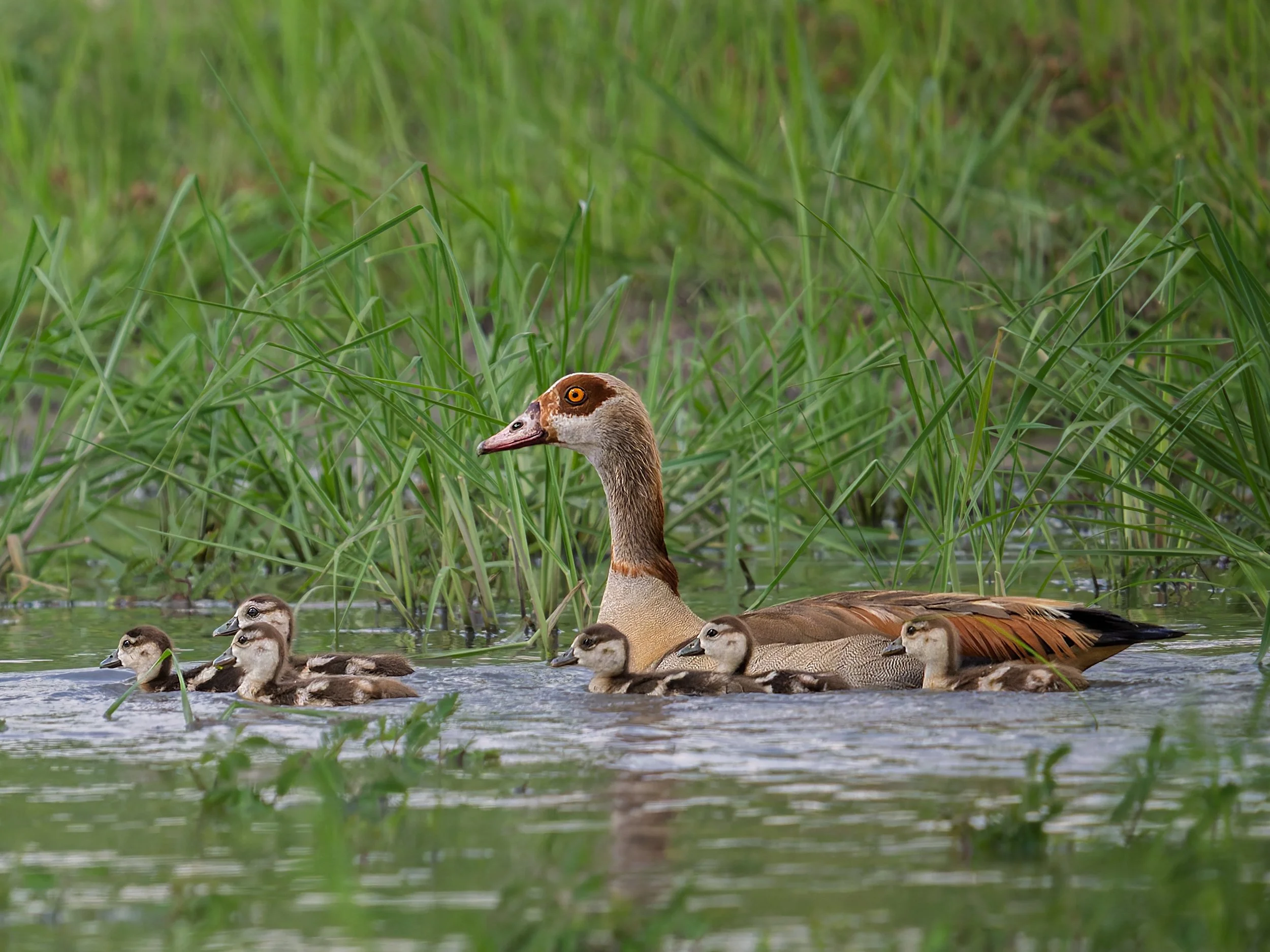 Egyptian Goose, with chicks