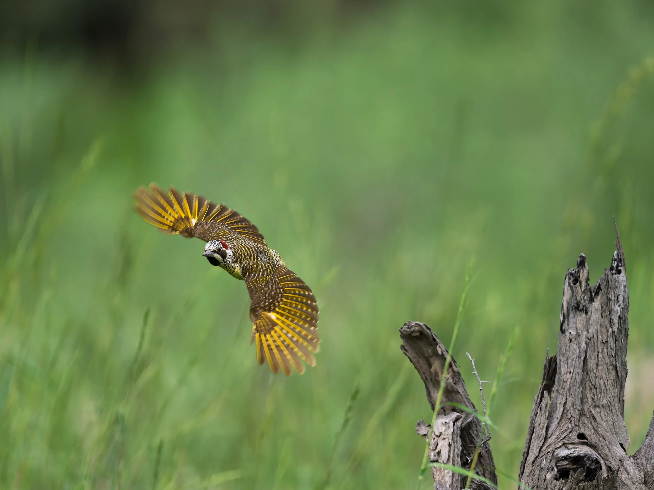 Bennett's Woodpecker, in flight