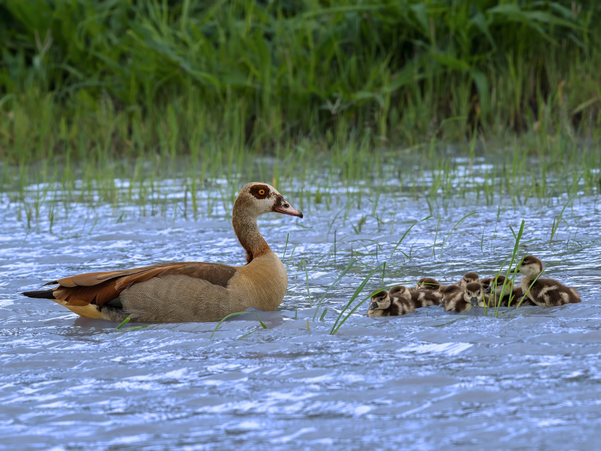 Egyptian Geese