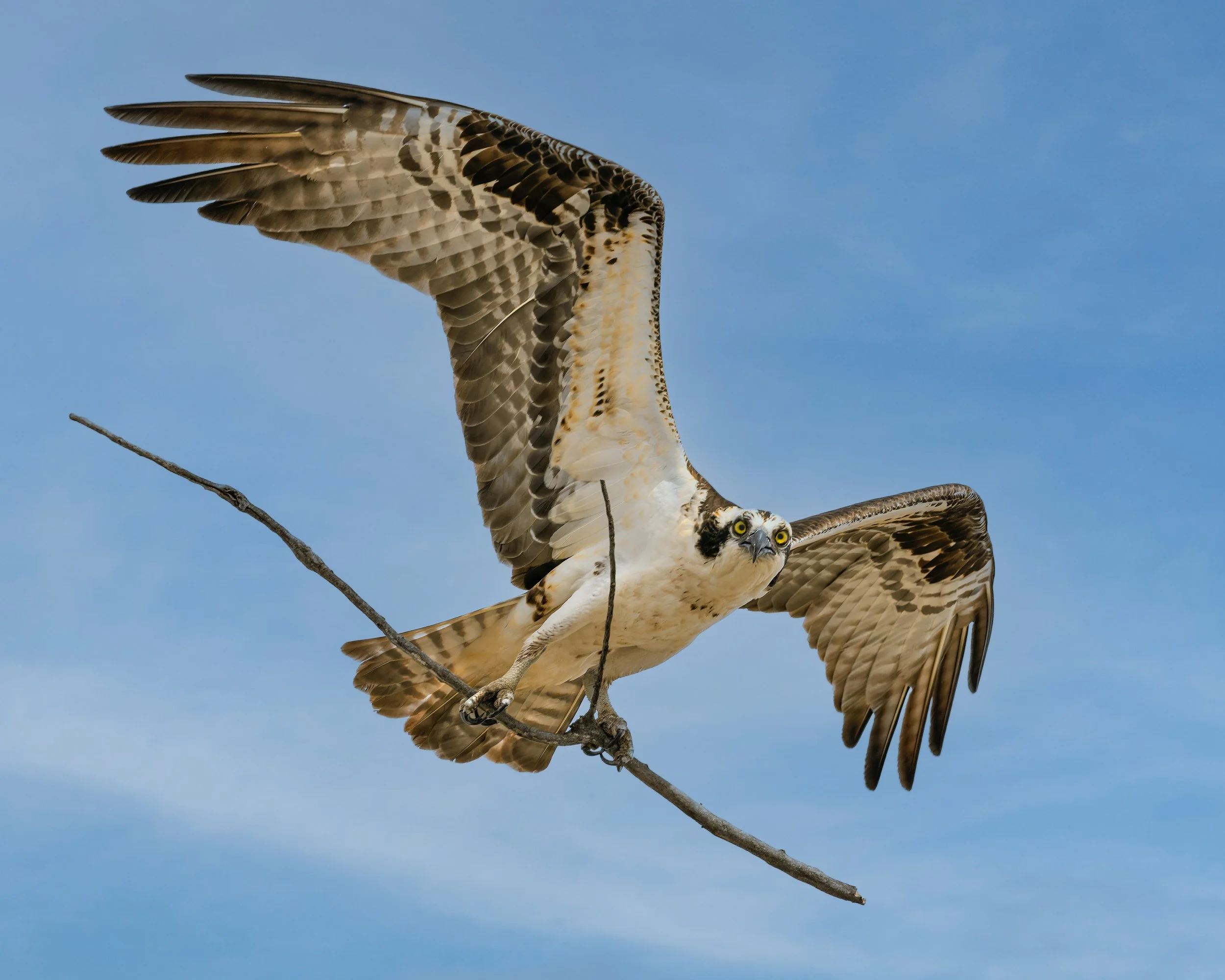 Osprey with stick for nest, Walden Ponds, Boulder, CO