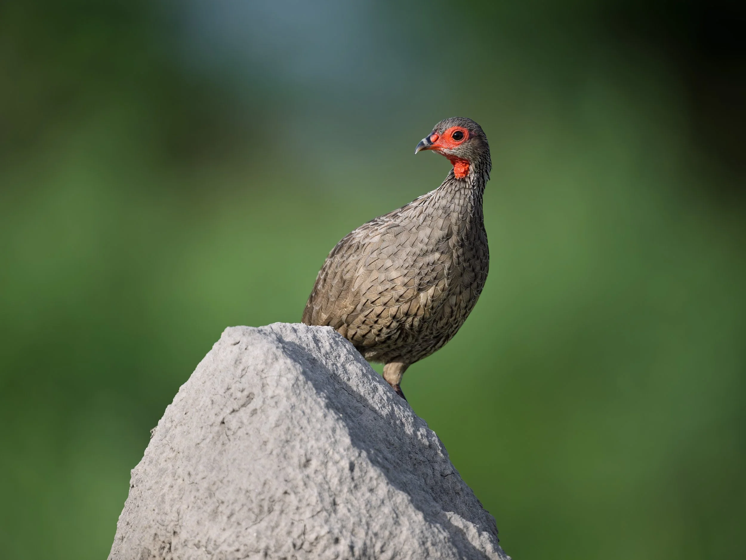 Swainson's Spurfowl