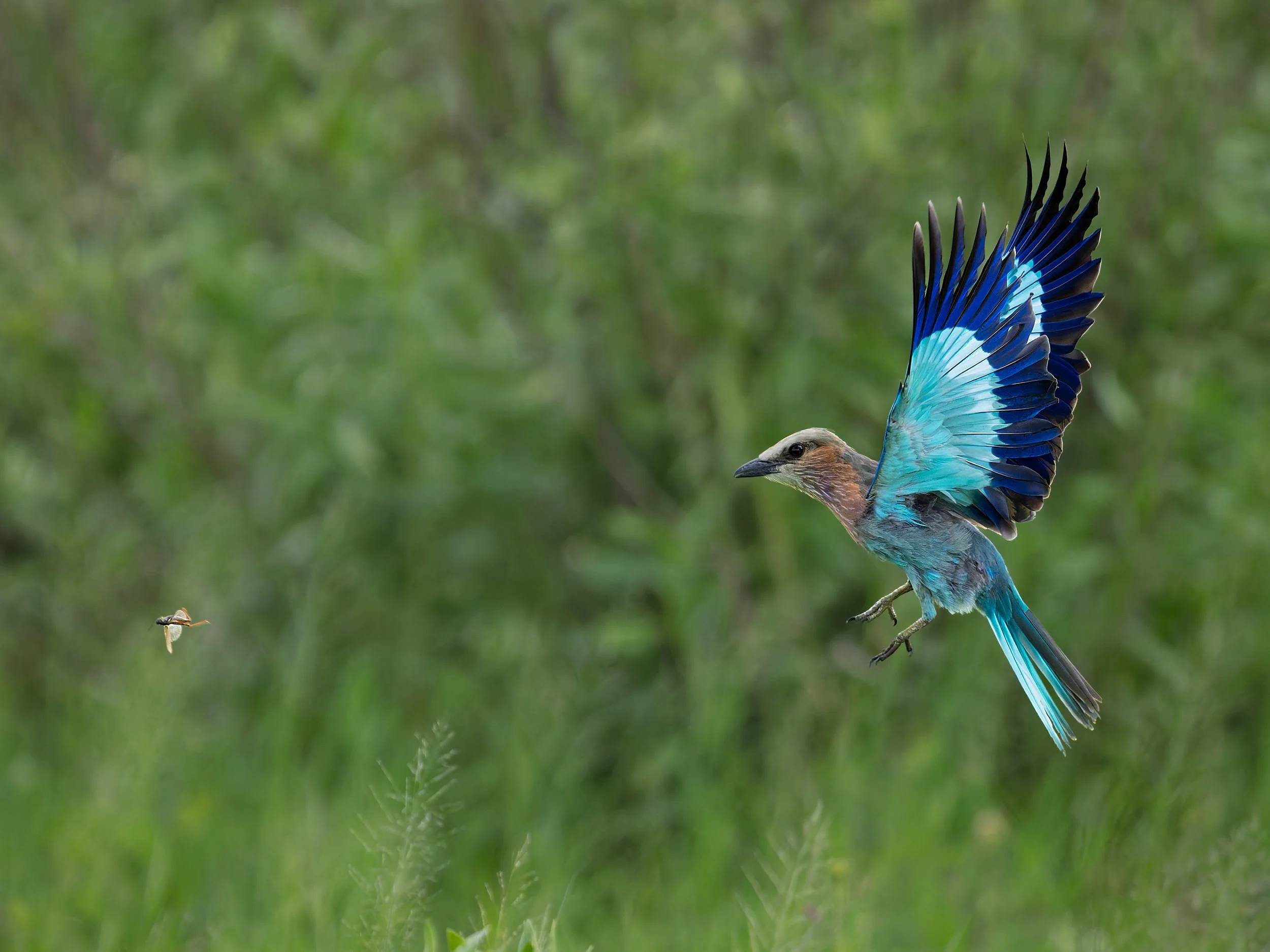 Lilac-breasted Roller, chasing insect
