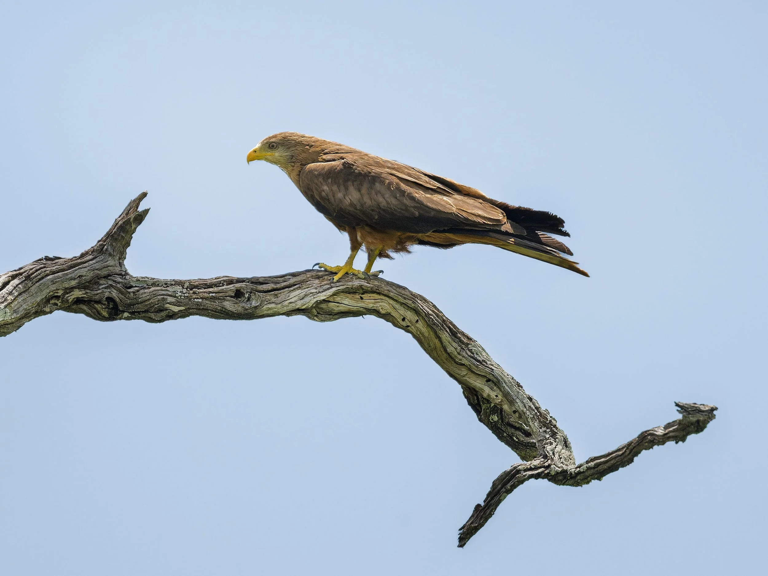 Black Lite Yellow-billed