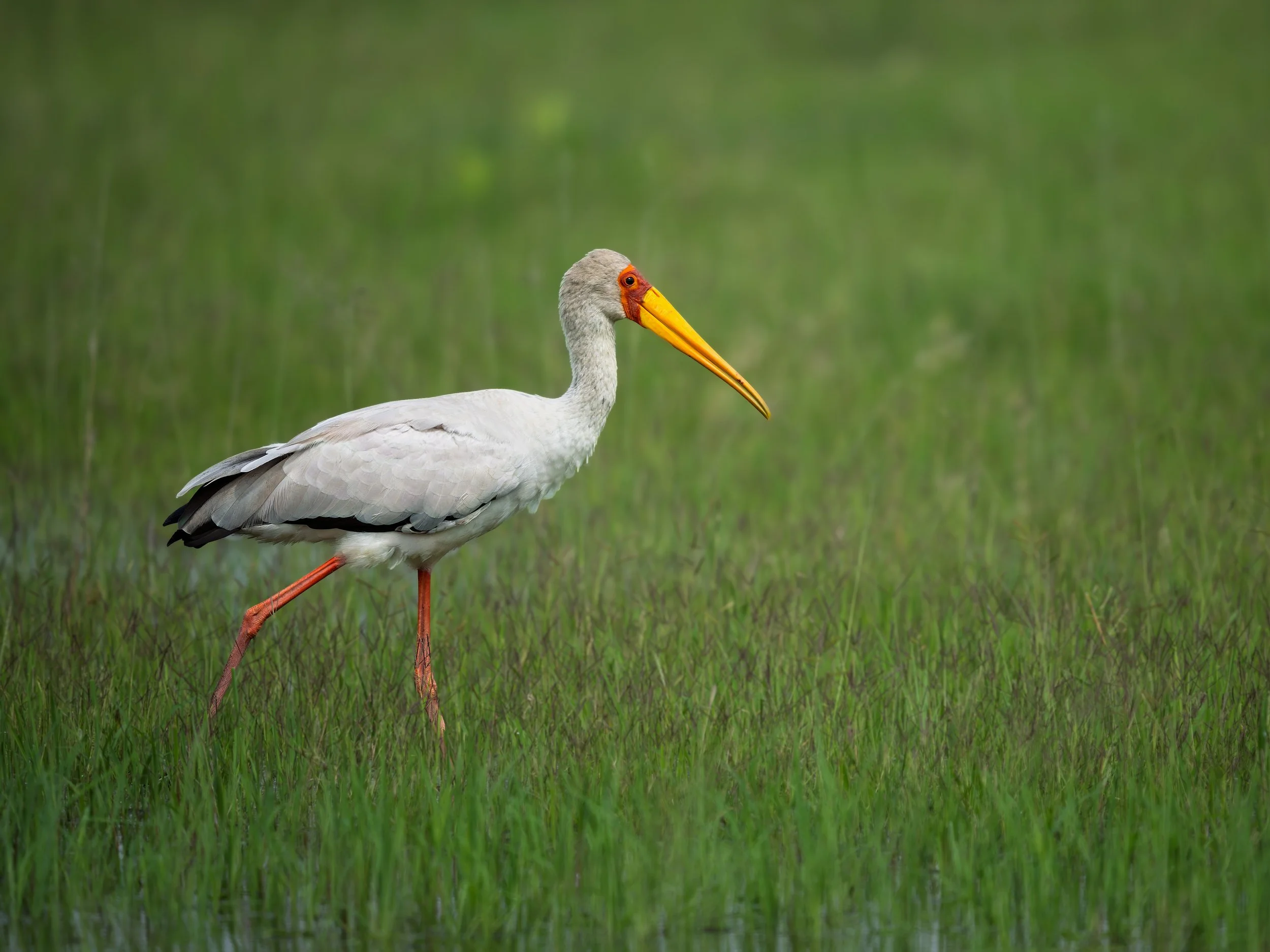 Yellow-billed Stork