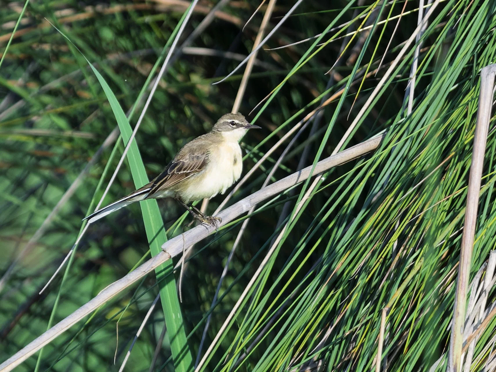 Western Yellow Wagtail