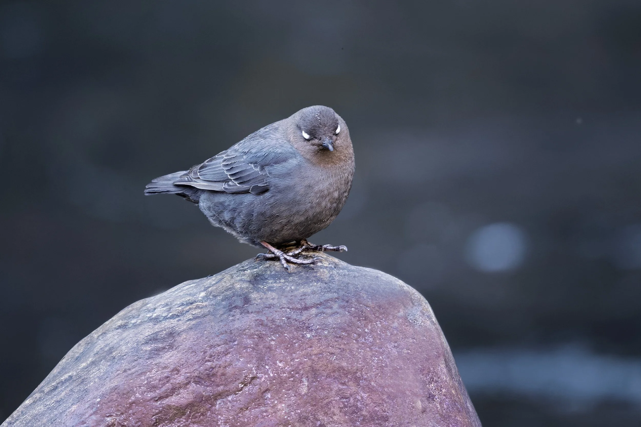 American Dipper, with white eye feathers, Clear Creek, Golden, Colorado