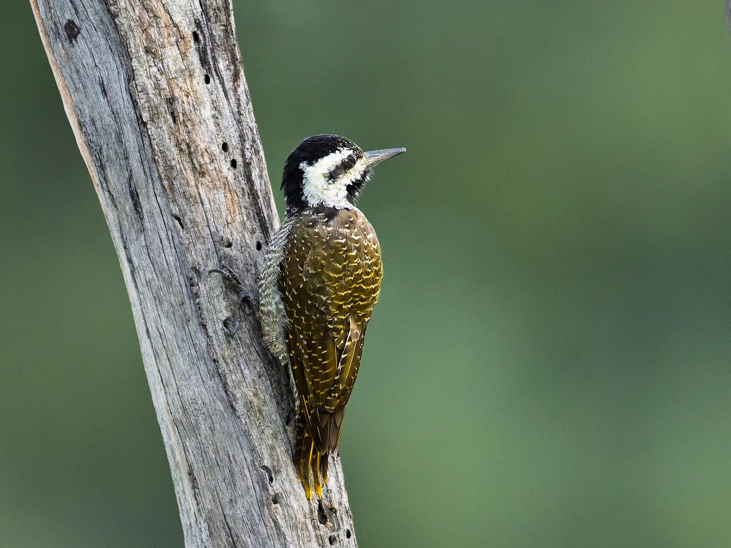 Bearded Woodpecker, female