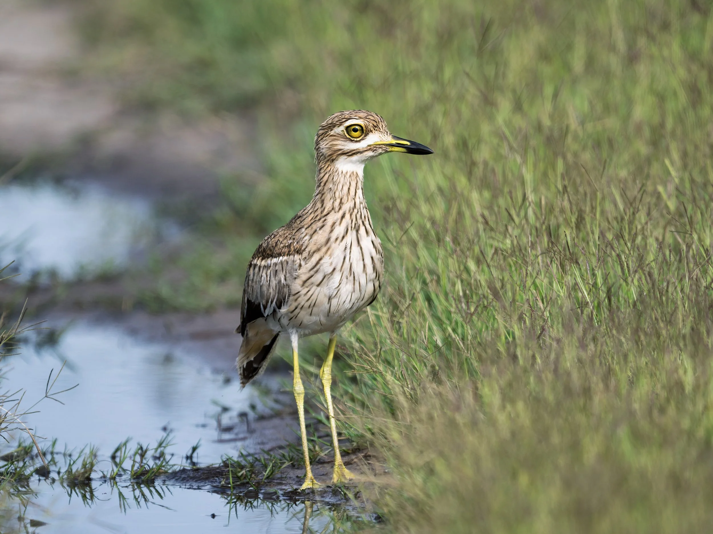 Water Thick-Knee