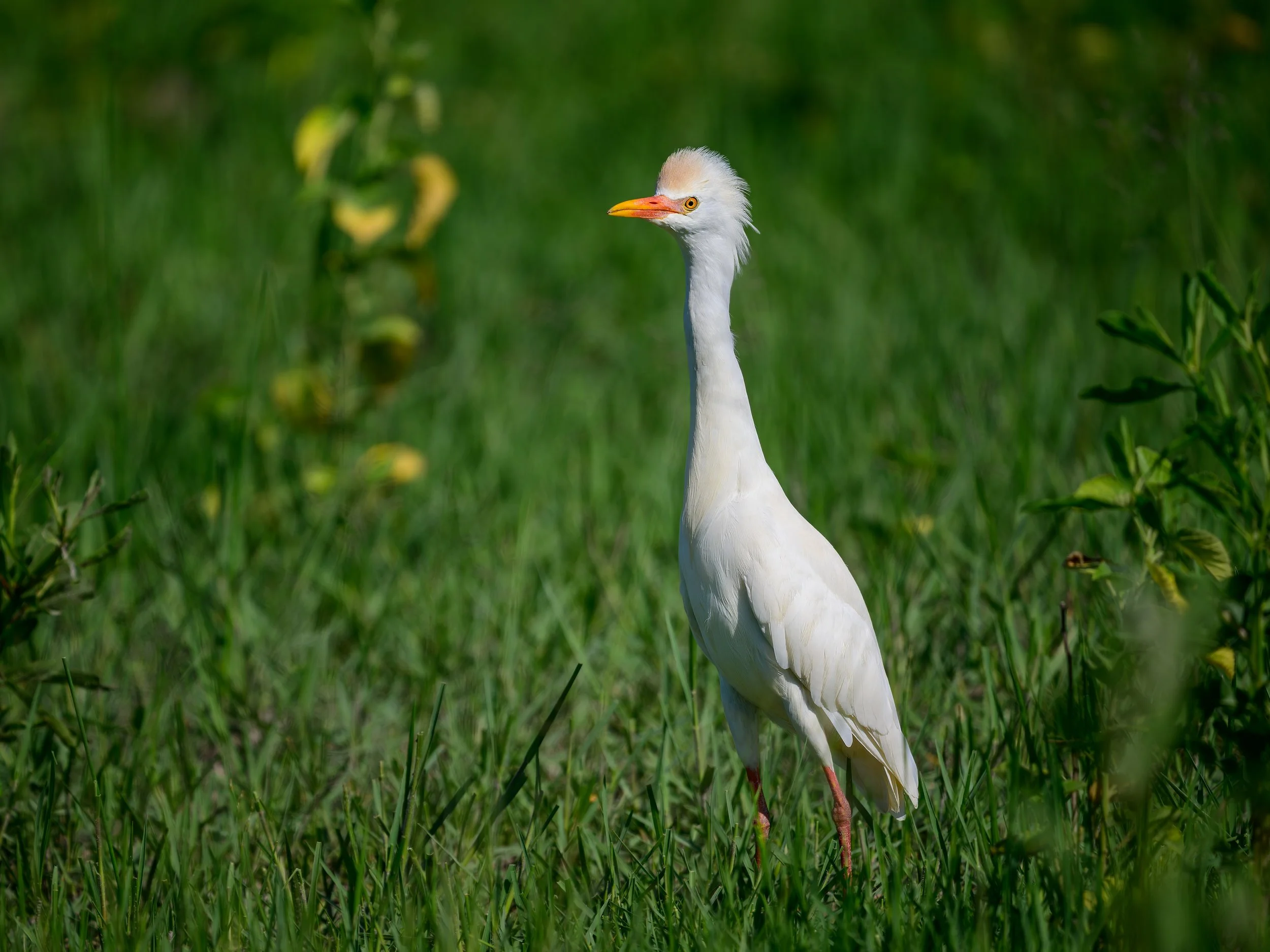 Western Cattle Egret