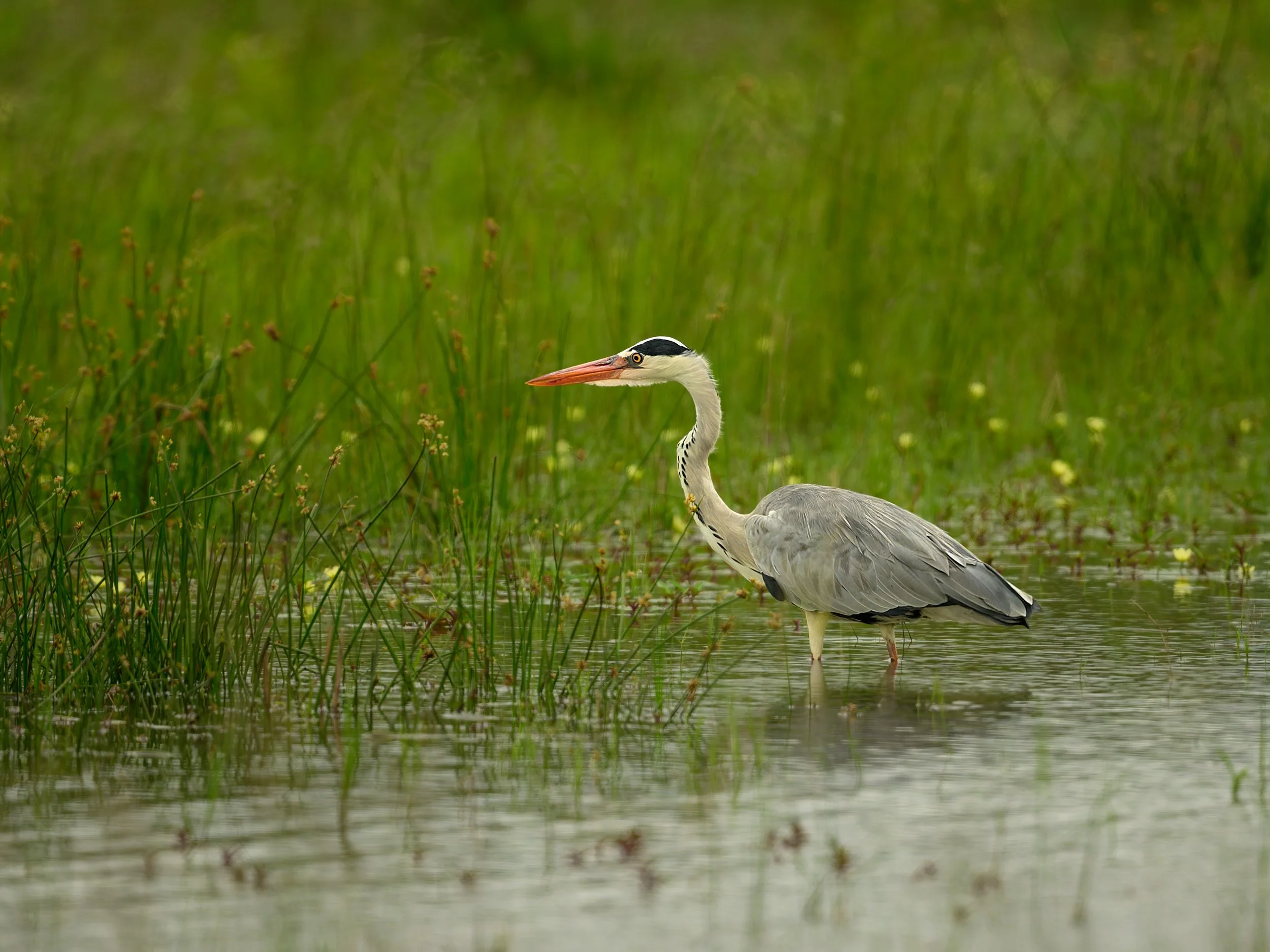 Gray Heron